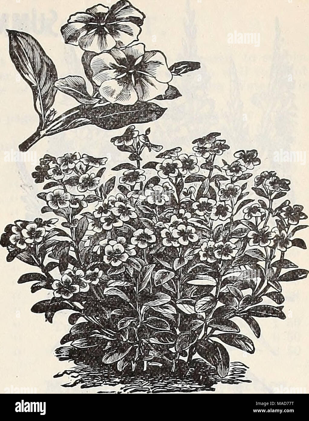 . Dreer's quarterly wholesale price list of reliable seeds, plants, bulbs &amp;c . ViNCA Rosea Alba. Tropaeolum lobbianum, Lobb's Nasturtium. Asa Grey, creamy white Bismarck, brilliant scarlet Brilliant, scarlet Roi des Noirs, nearly black ; , Spitfire, vermilion mixed, lb. gi.oo , Hybrids of Mad. Gunter, lb. ^l.oo . . Valeriana, mixed [Garden Heliotrope) . Verbena, Dreer's Mammoth, white . &quot; &quot; scarlet . &quot; &quot; pink ... &quot; &quot; purple . &quot; &quot; striped . , &quot; &quot; mixed . hybrida extra choice mixed Lemon, [Aloysia citriodora) Vinca, rosea, rose with dark eye  Stock Photo