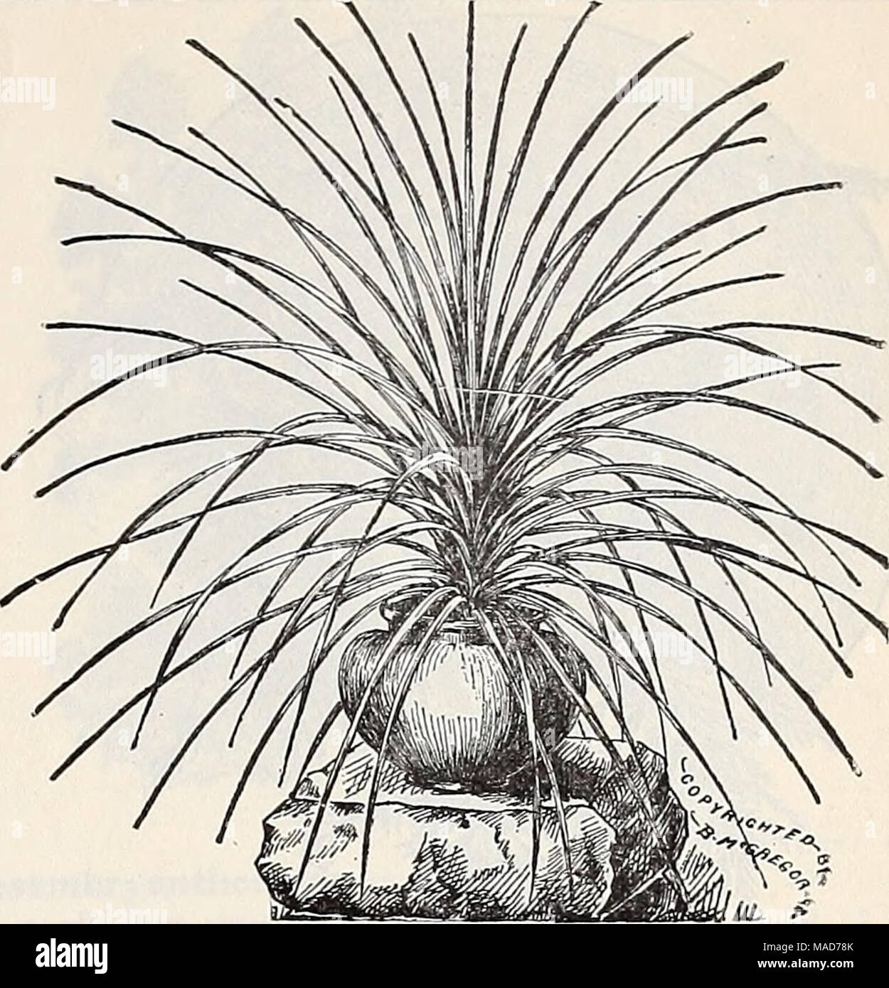 . Dreer's quarterly wholesale price list of reliable seeds, plants, bulbs &amp;c . Drac^na Indivisa. Dianthus Double, Chinensis, mixed . Heddewigii, mixed. Tr. pkt. Oz. 10 20 &quot; Mourning Cloak Snowball, double white . diadematus mixed . laciniatus &quot; . Imperialis &quot; . &quot; &quot;Fireball&quot; Single, Heddewigii mixed. . &quot; &quot; Crimson Belle . &quot; &quot; Eastern Queen. &quot; laciniatus, mixed &quot; &quot; Salmon Queen. &quot; &quot; new dwarf hybrids plumarius, single mixed &quot; double &quot; &quot; &quot; white &quot; semperflorens double. DidisCUS cceruleus Digita Stock Photo