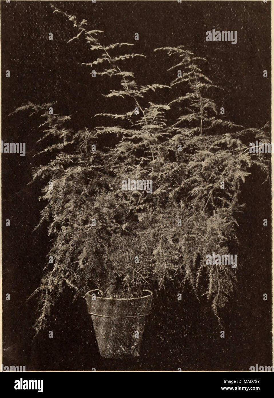 . Dreer's wholesale price list / Henry A. Dreer. . ASPARAGUS PLUMOSUS HATCHERI Arctotis (African Daisy). Orandis. White tinged lilac. A good cut flower . Tr. pkt. Oz. 15 40 in quantity by every dreer's snapdragons Asparagus. The varieties here offered are wanted florist, always in strong demand. Plumosus Hatcheri. We are handling the crop of the originator of this fine variety; it is of very rapid growth, closely jointed, and considered the finest type for strings and equally valuable for bunching. $1.00 per 100 seeds; $7.50 per 1000 seeds. Plumosus nanus. We offer an extra choice lot of green Stock Photo