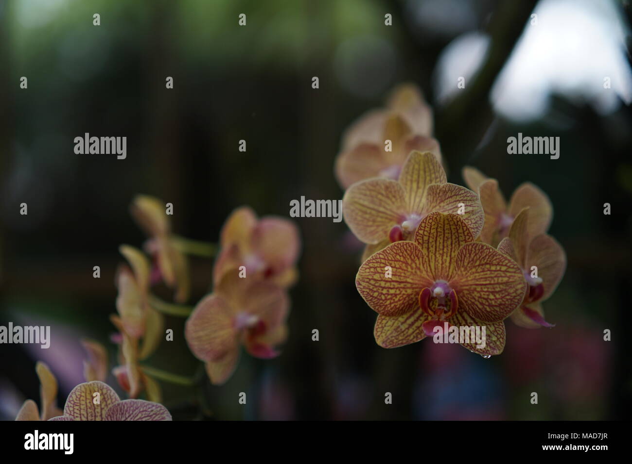 Orange coloured orchid flowers with brown stripped lines Stock Photo