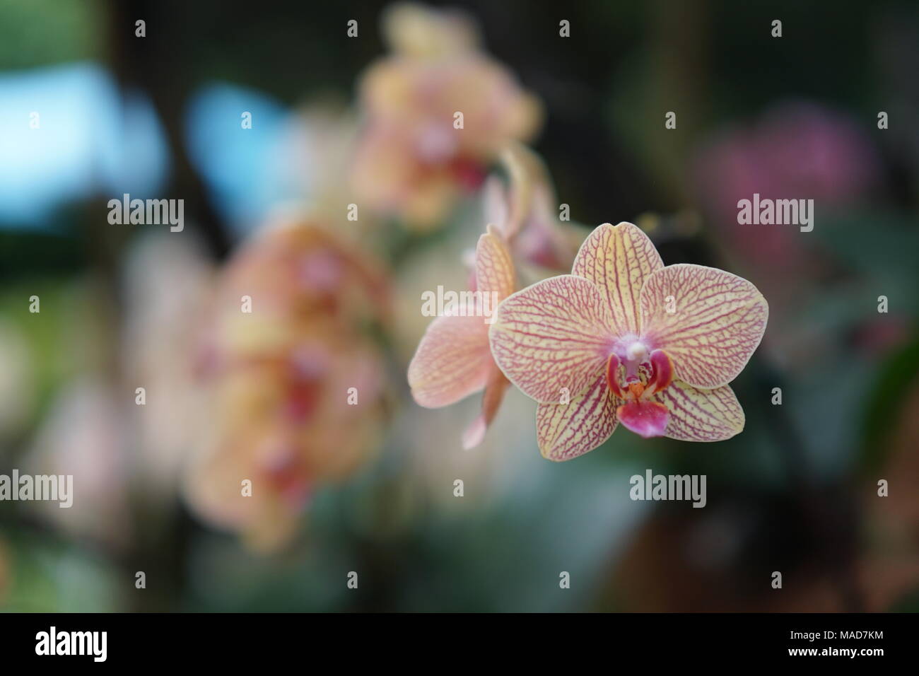 Orange coloured orchid flowers with brown stripped lines Stock Photo