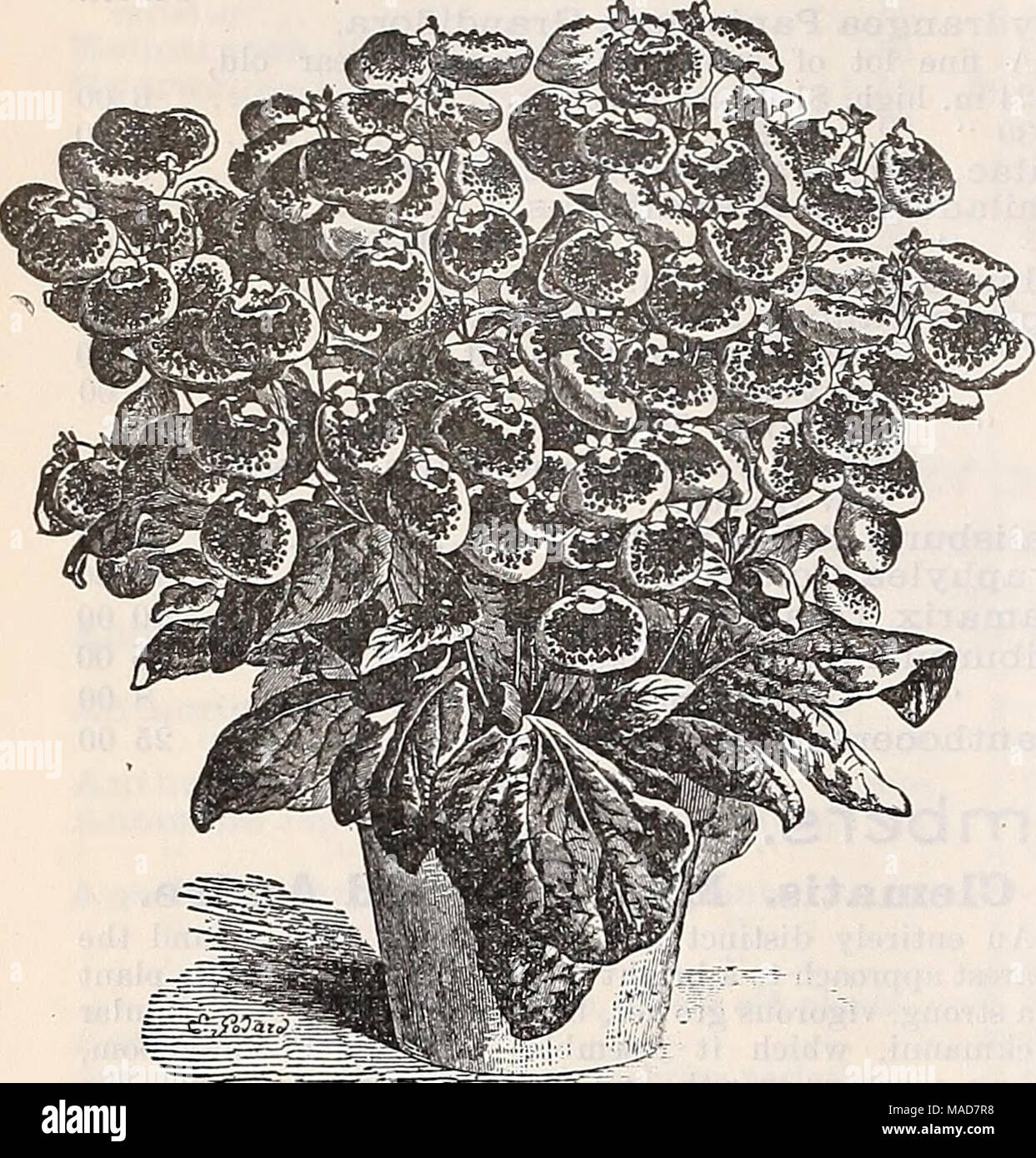 . Dreer's quarterly wholesale price list of bulbs plants vegetable and flower seeds for fall sowing implements, fertilizers and requisites . Calceolaria Grandiflorta Tigrina. Trade Pkt. Per oz. Achillea ptarmica fl. -pi., fine double white hardy border plant 50 $4 00 Alyssum, Little Gem, very dwarf, pure white, very free flowering ... 10 30 &quot; Benthami compactum (Tom Thumb), ivhite, very desirable for pot culture . .per lb. $2.00 10 25 &quot; maritimum, (Sweet Alyssum,) white, per lb. $1.25 10 15 &quot; saxatile compactum, golden yelloiv Imrdy perennial 10 20 Ampelopsis Veitchii (Japan Ivy Stock Photo