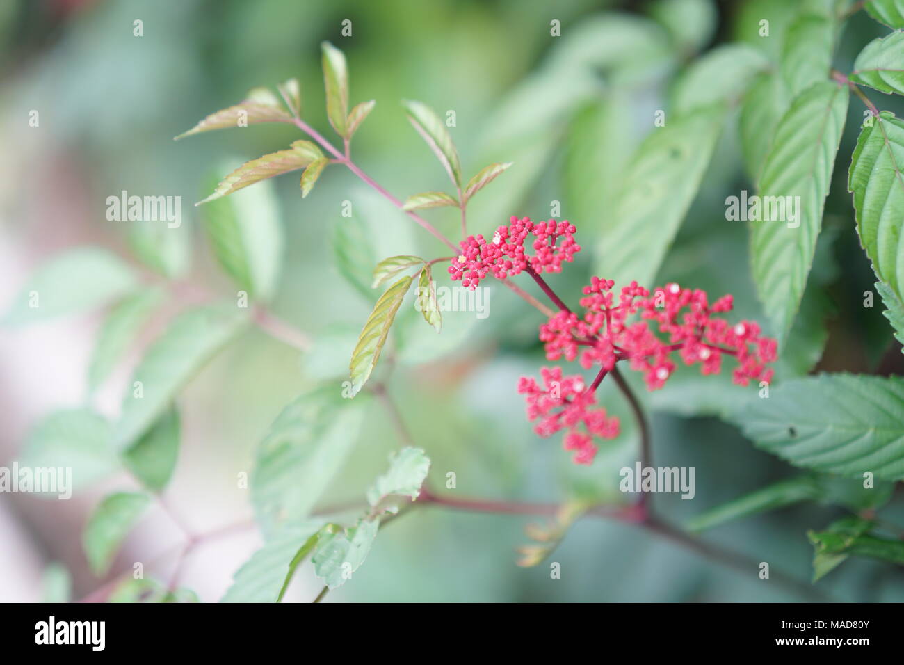 A tiny tree branch with tiny red flowers Stock Photo