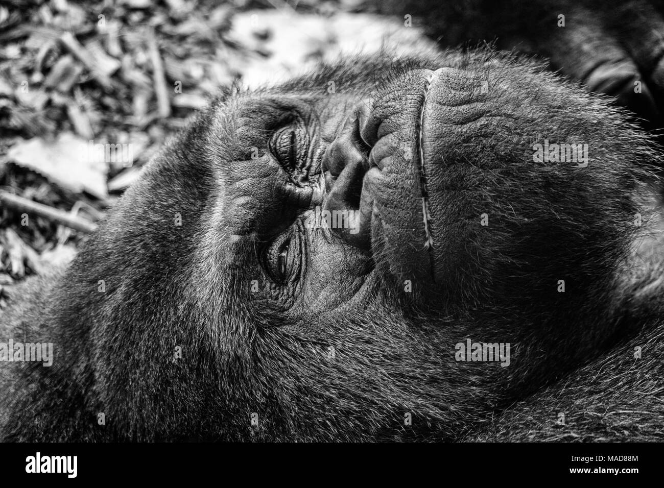 lazy gorilla relaxing contently Stock Photo