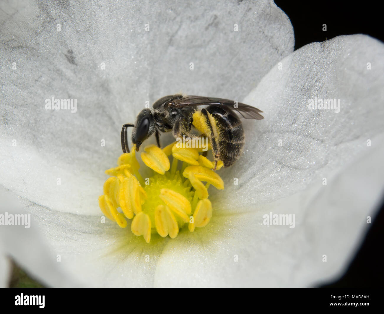 Stingless bee on flower hi-res stock photography and images - Alamy