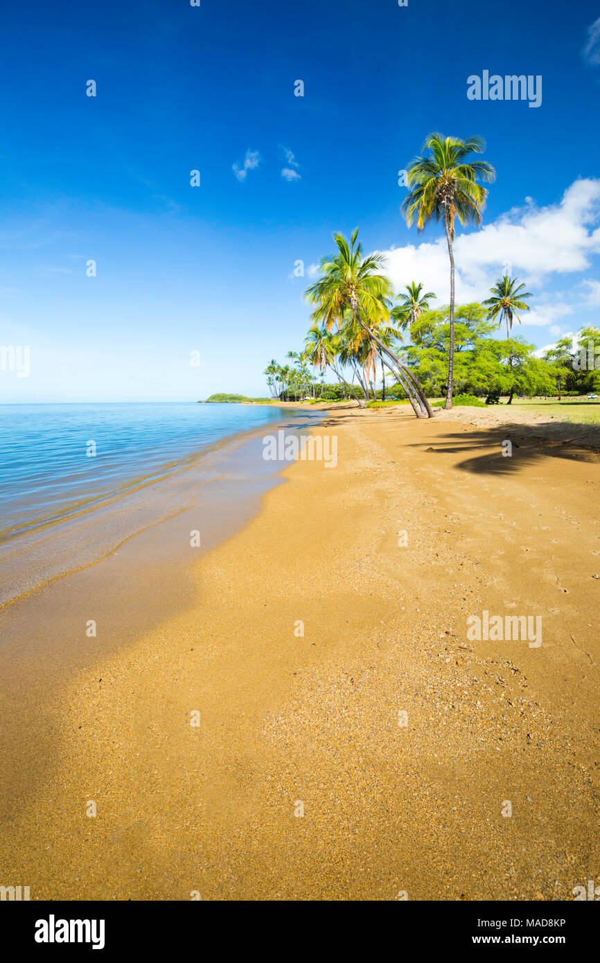A sandy, calm beach and palm trees at Kakahaia Beach Park, island of Molokai, Hawaii, United States of America, Pacific. Stock Photo