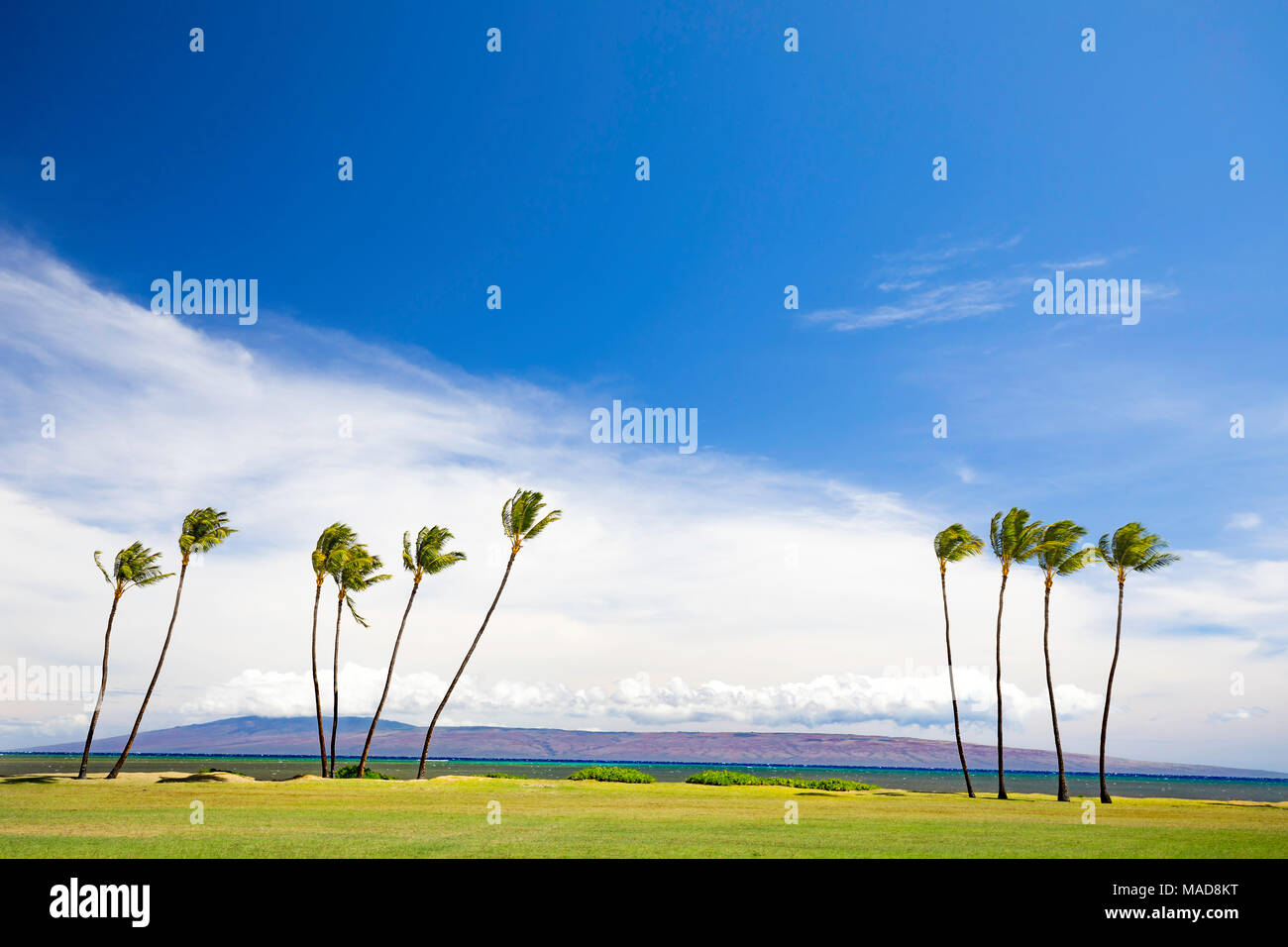 The island of Lanai sits behind these palm trees at Kakahaia Beach Park, island of Molokai, Hawaii, United States of America, Pacific. Stock Photo