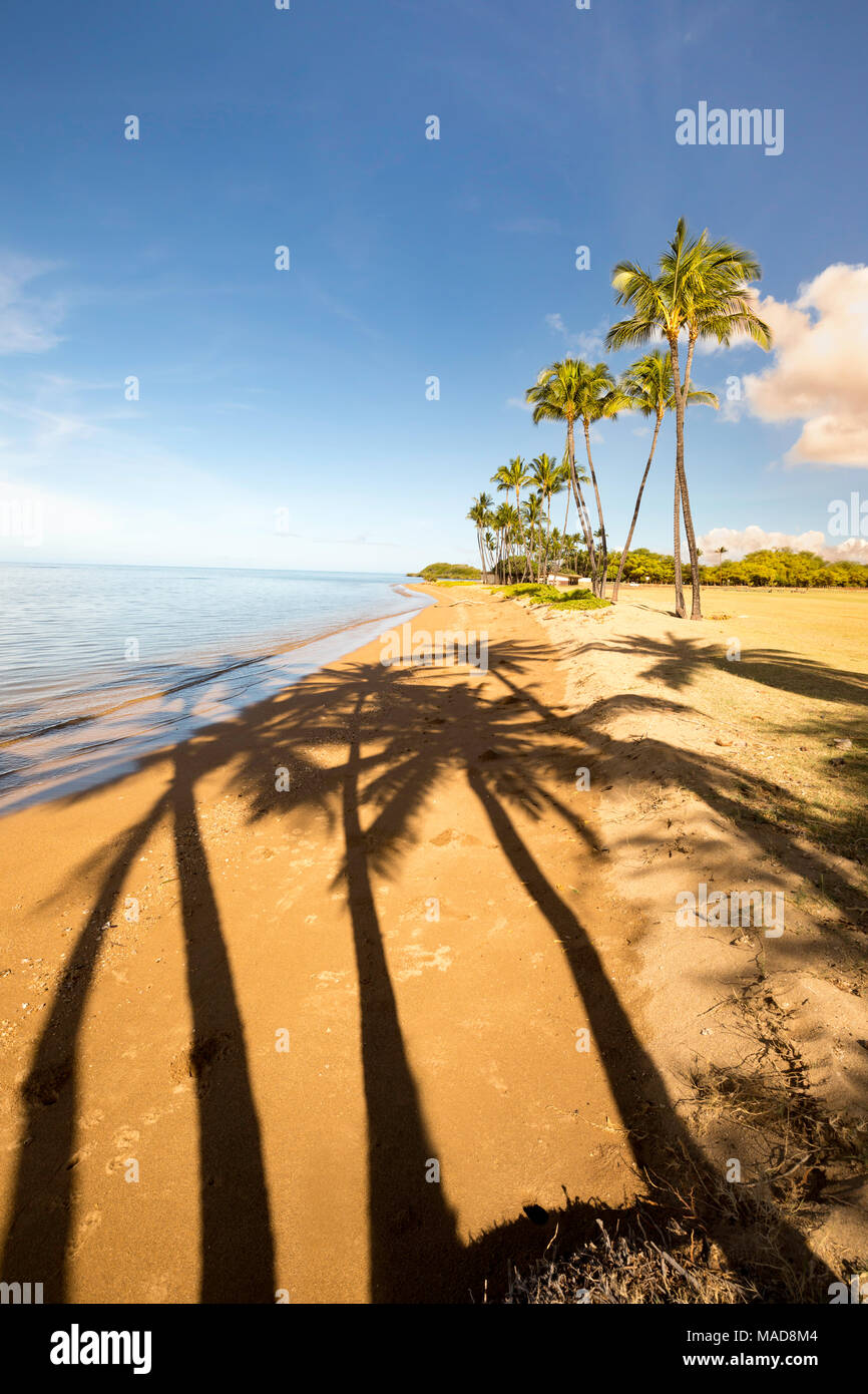 Palm trees and their shadowson the beach at One Ali'i Park on the south shore of the island of Molokai, Hawaii, USA. Stock Photo