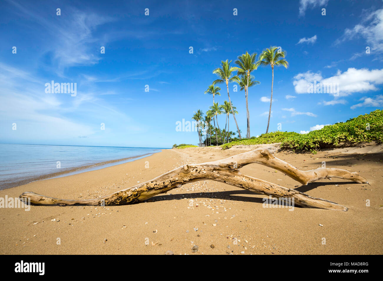 With palm trees behind, a piece of driftwood sits in the sand on the calm beach at Kakahaia Beach Park, island of Molokai, Hawaii, United States of Am Stock Photo