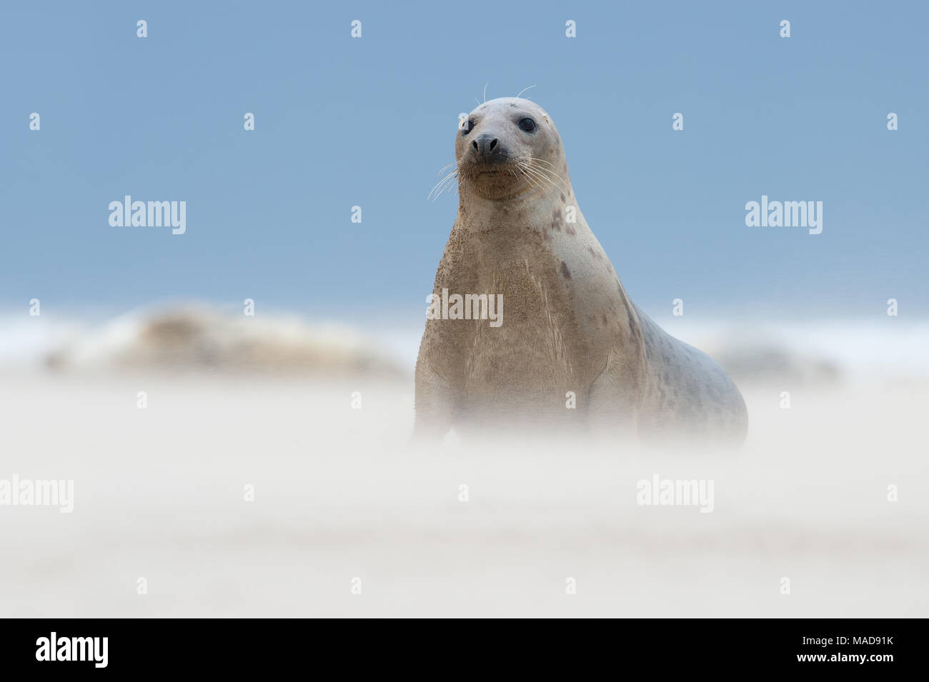 Atlantic Grey Seal (Halichoerus grypus) on the beach in a sand storm Stock Photo