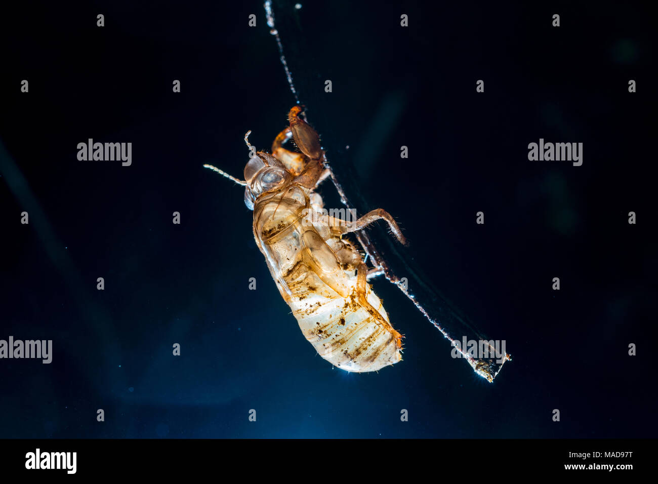 Transparent  Cicada shell on stick Stock Photo