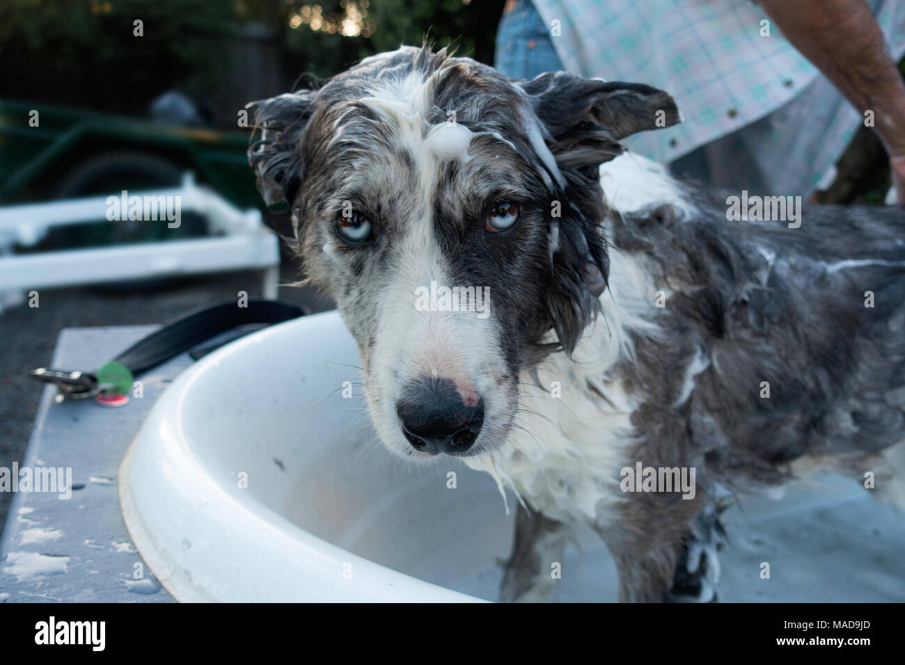 Covered in soap bubbles hi-res stock photography and images - Alamy