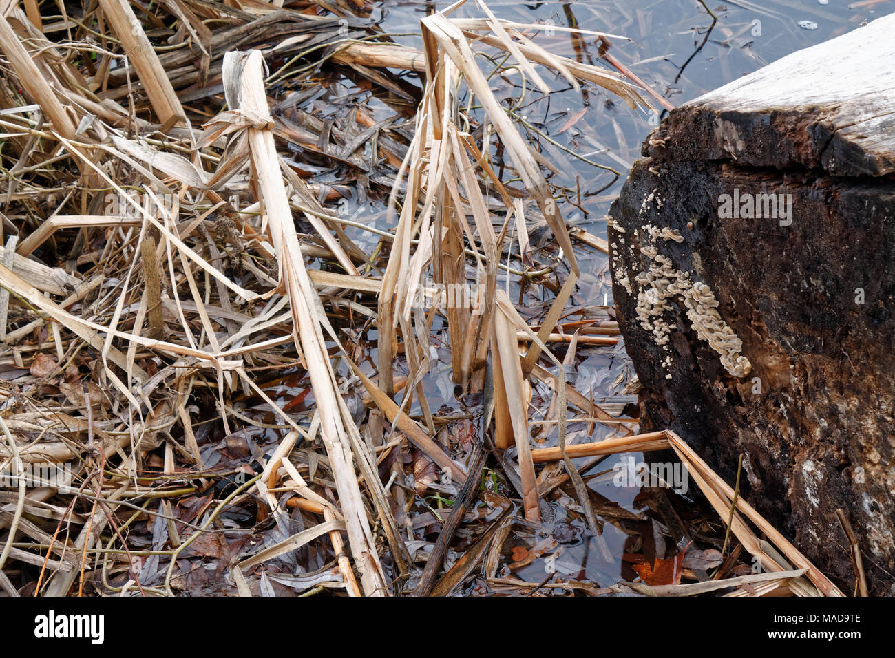 River Reed Single River dry reed swaying in hi-res stock photography and images - Alamy