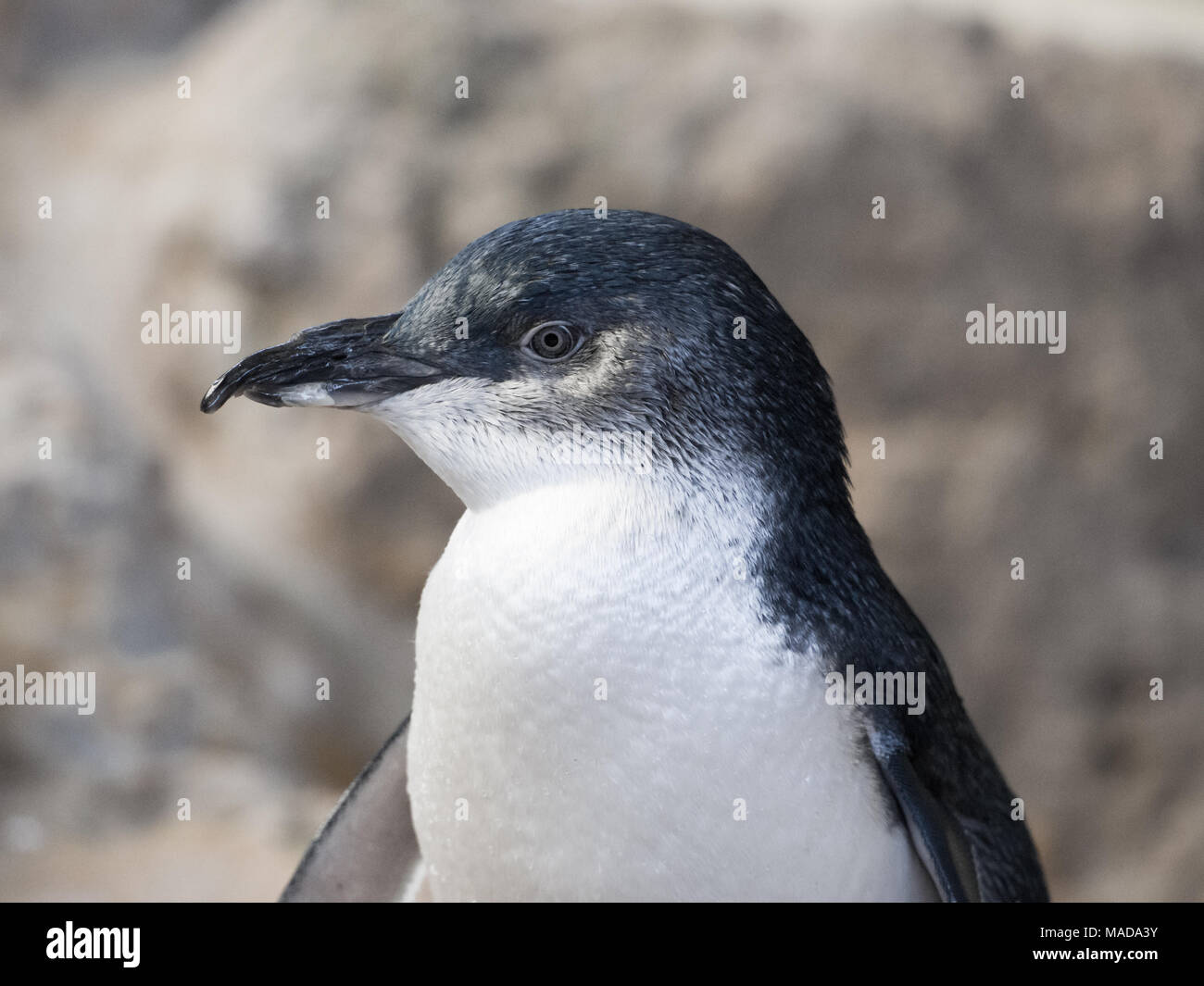 Penguin in the Discovery Centre, Penguin Island, Western Australia Stock Photo