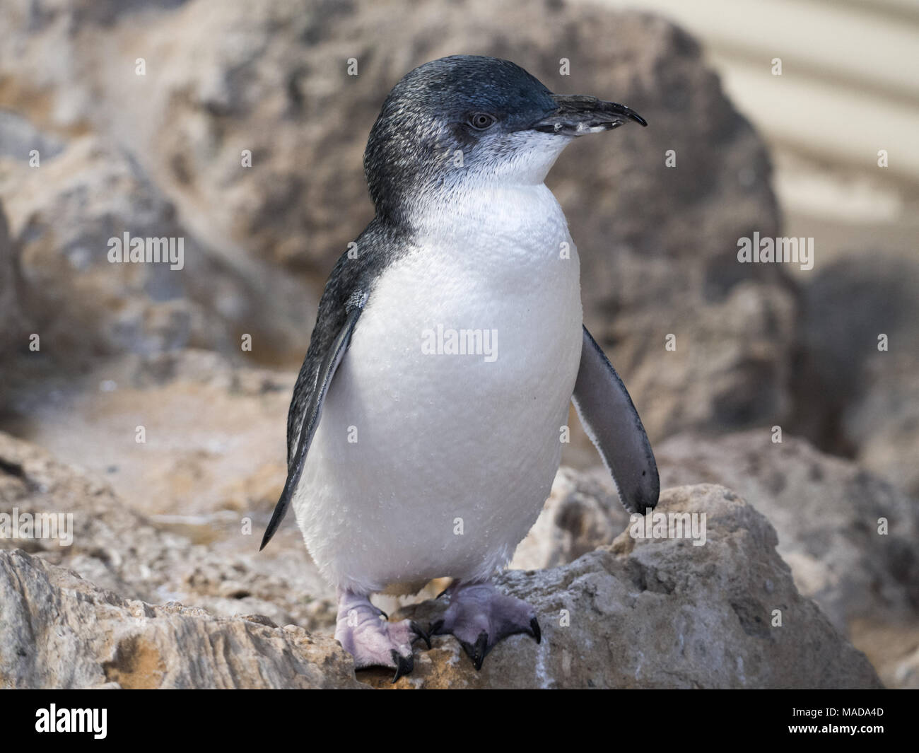 Penguin in the Discovery Centre, Penguin Island, Western Australia Stock Photo
