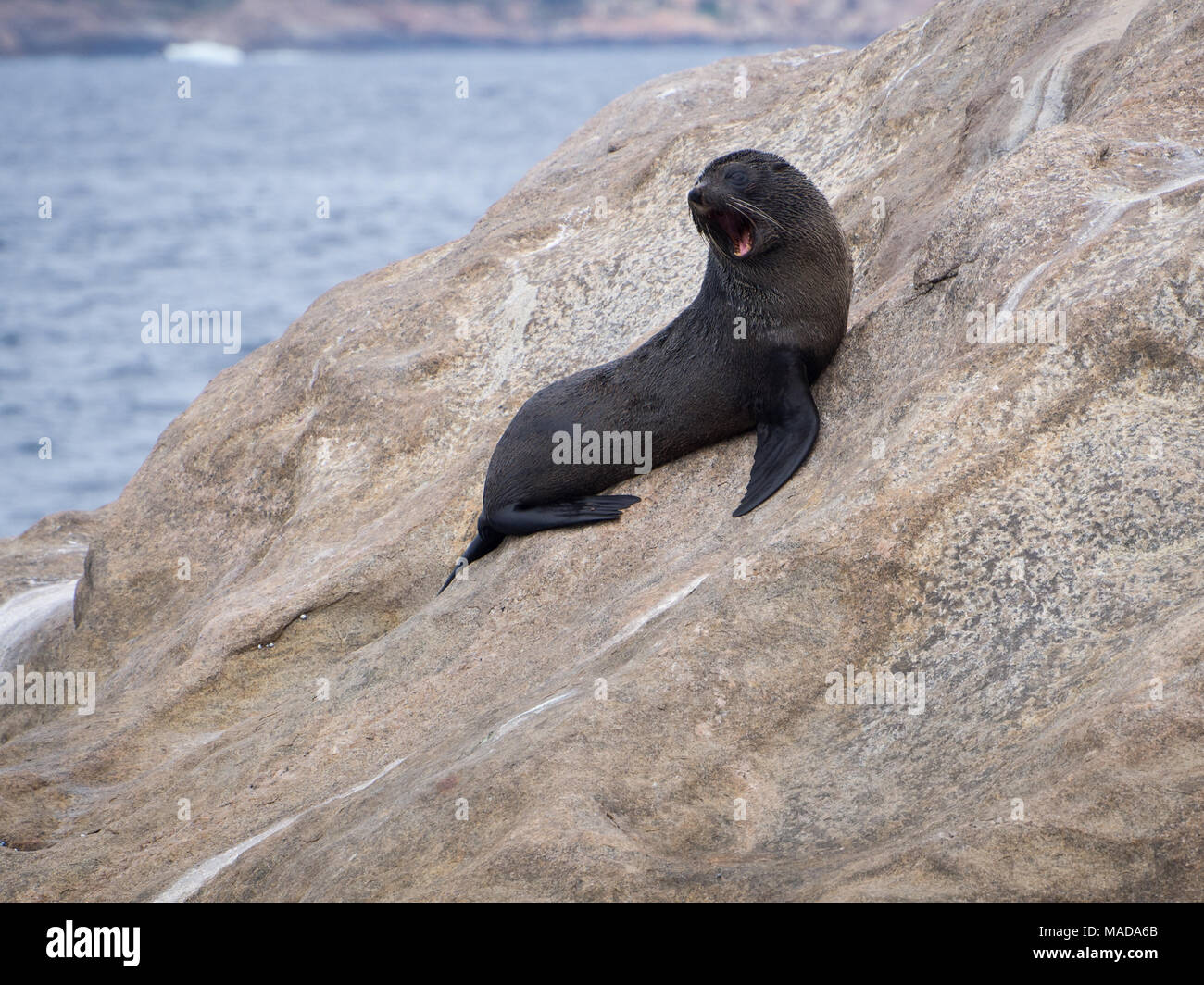 Baby New Zealand Fur Seal, Esperance, Western Australia Stock Photo