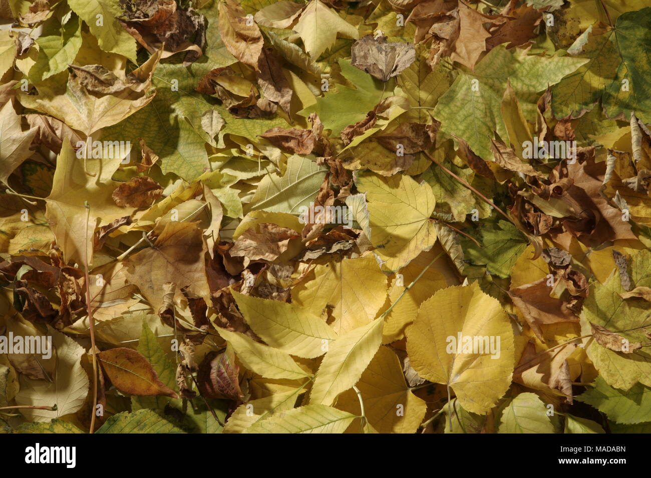 Background autumn leaves yellow and orange closeup Stock Photo - Alamy