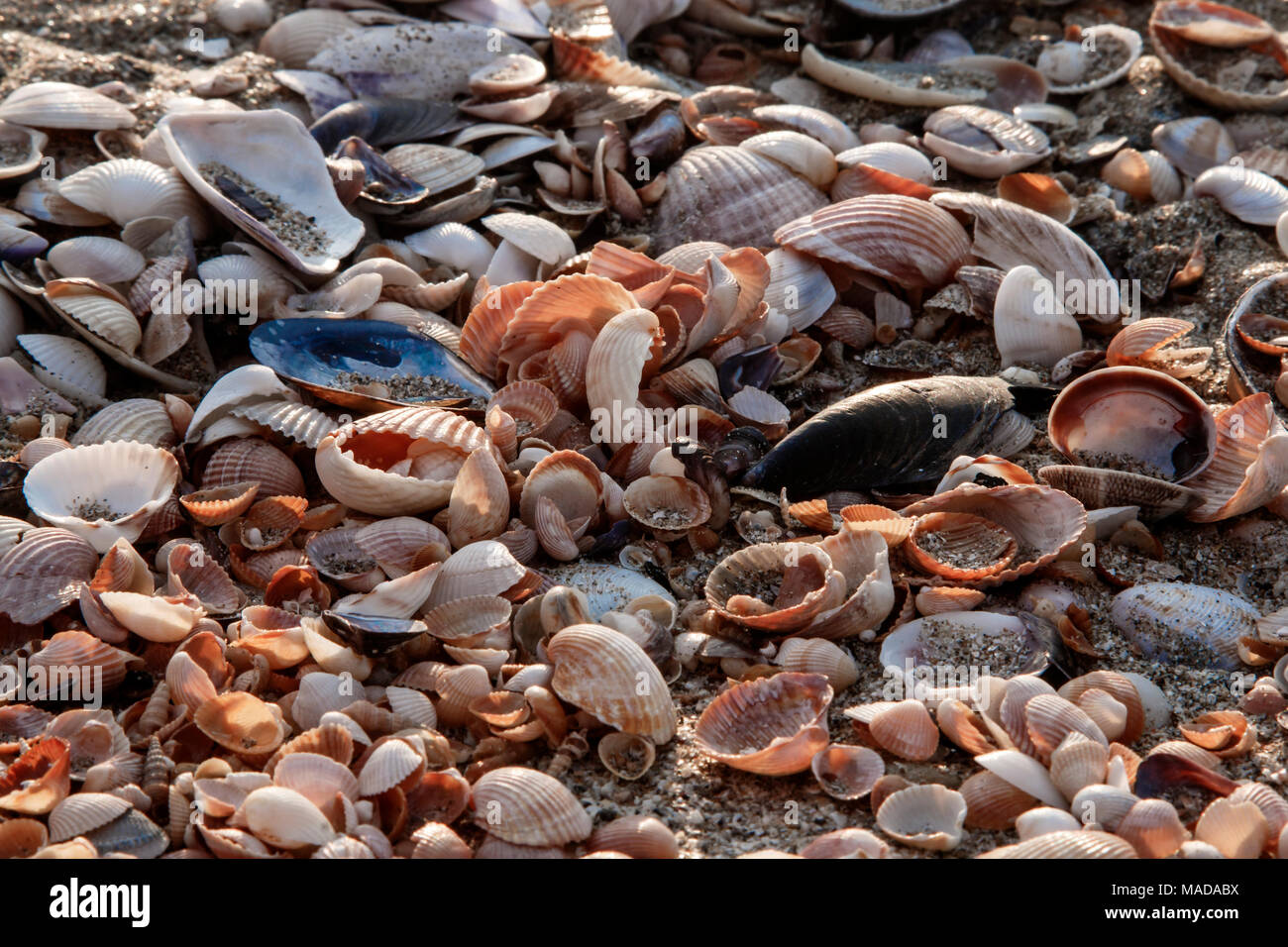 Background seashells on beach different kinds closeup Stock Photo