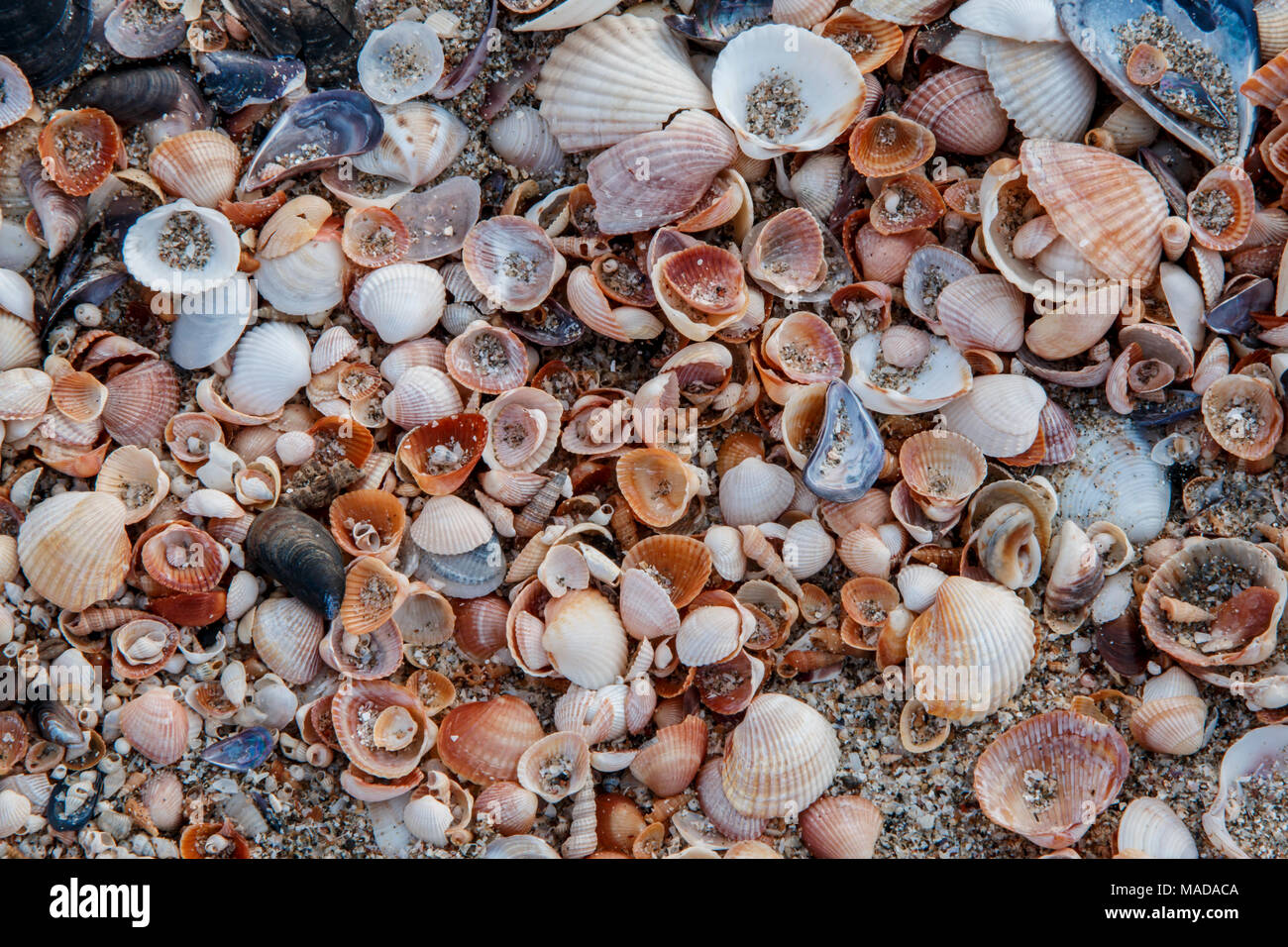 Background seashells on beach different kinds, background Stock Photo