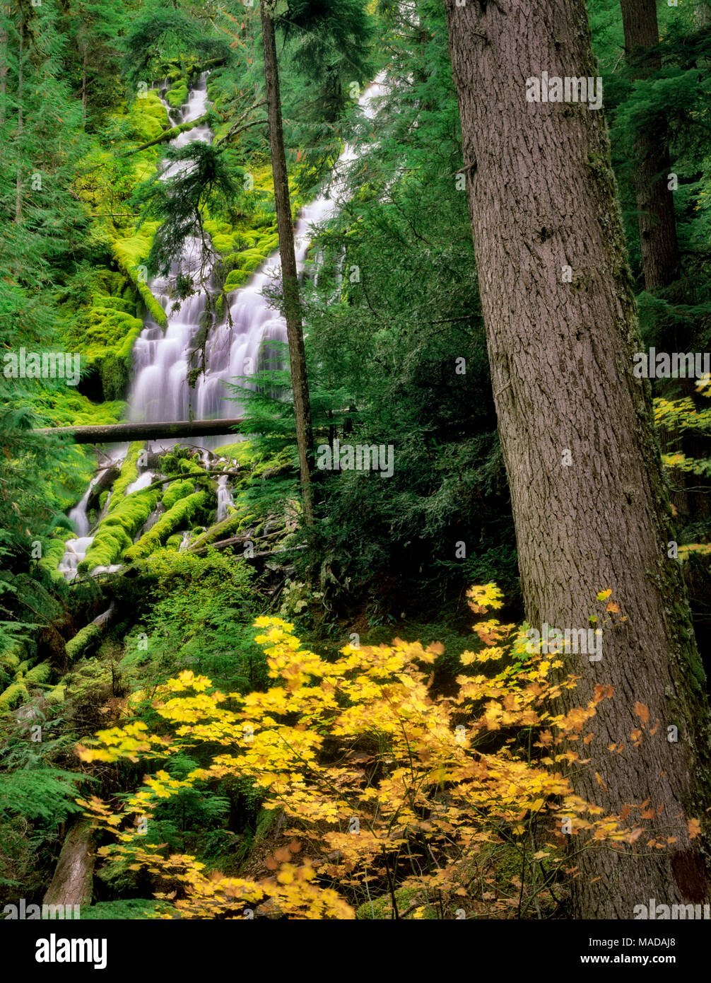 Upper Proxy Falls with fall color. Three Sisters Wilderness. Willamette National Forest. Oregon. Stock Photo