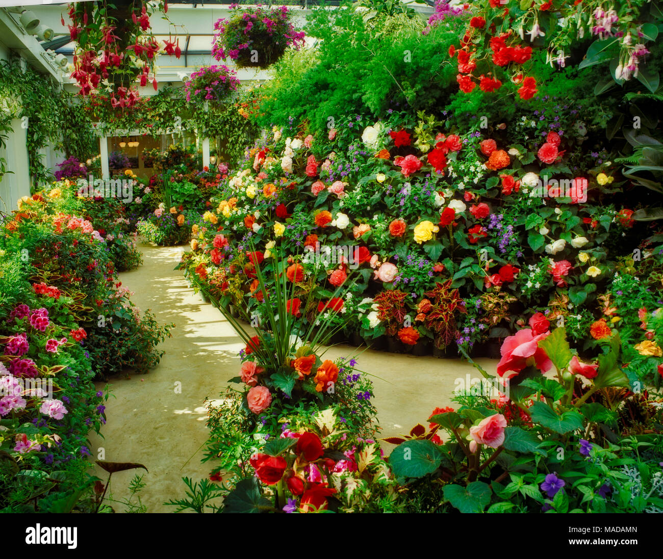 Greenhouse flowers. Butchart Gardens. Victoria, British Columbia