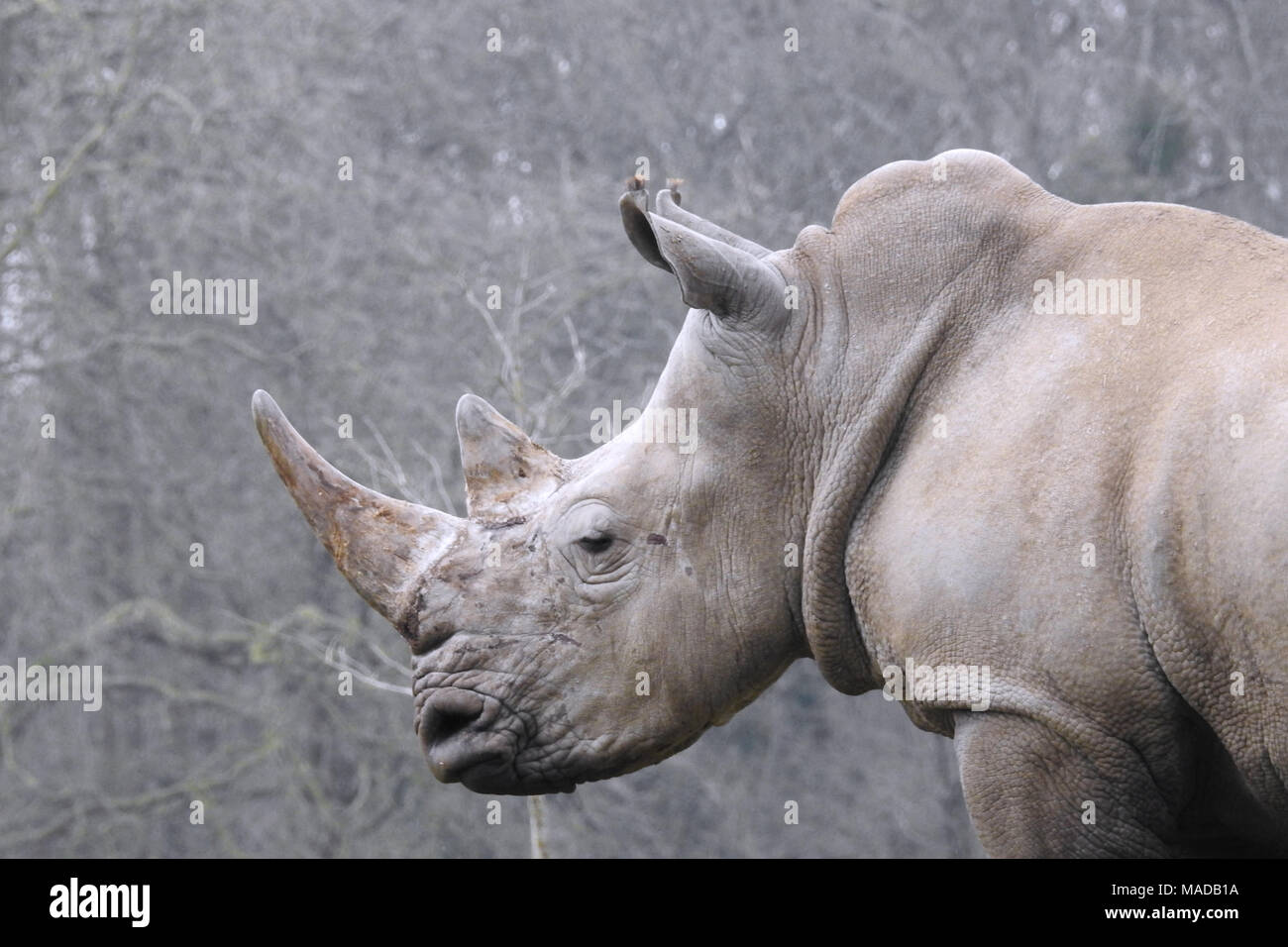 white rhino license cost