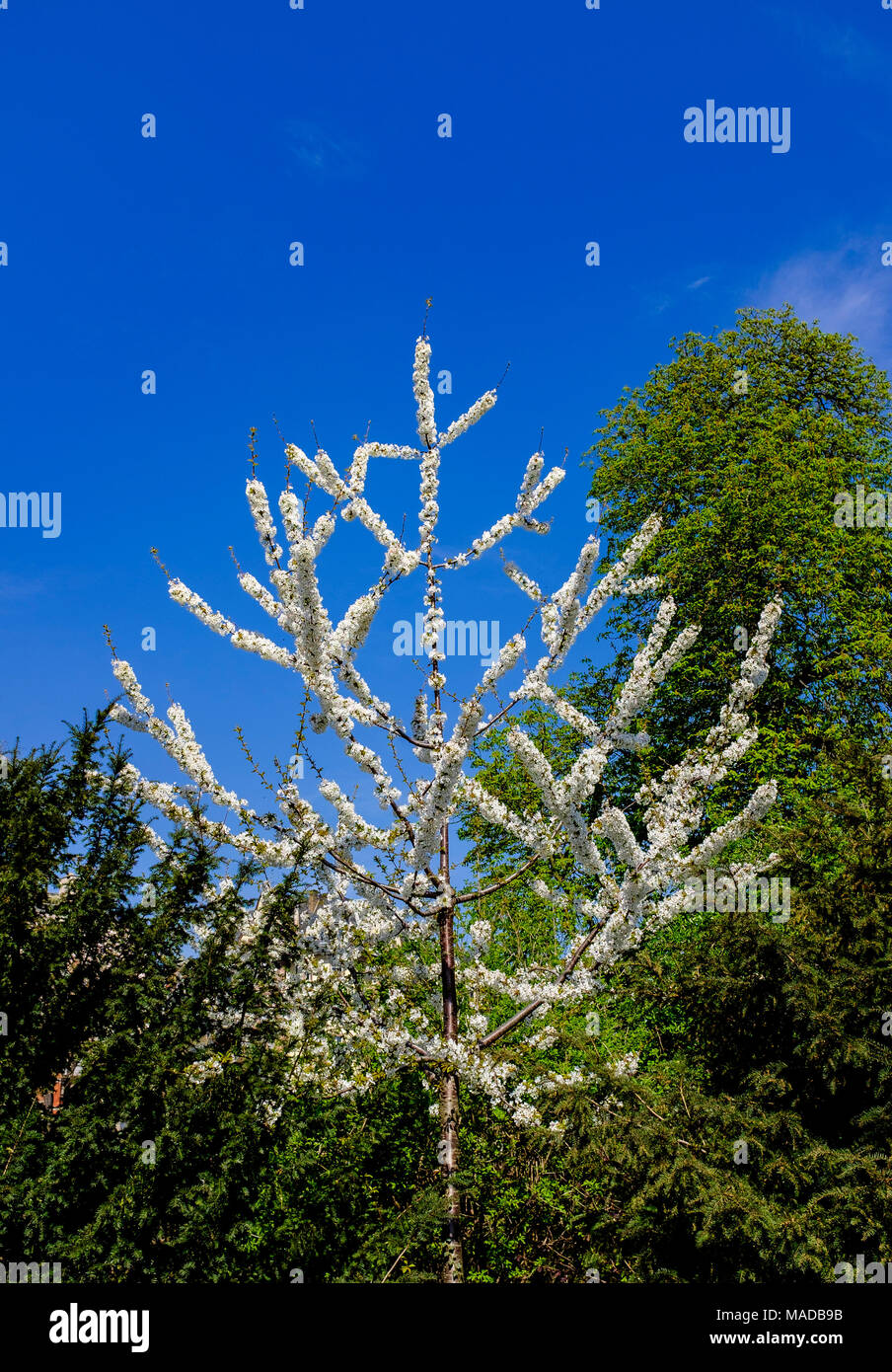 Wild cherry blossom, Prunus avium, sweet cherry tree, white flowers, Strasbourg, Alsace, France, Europe, Stock Photo