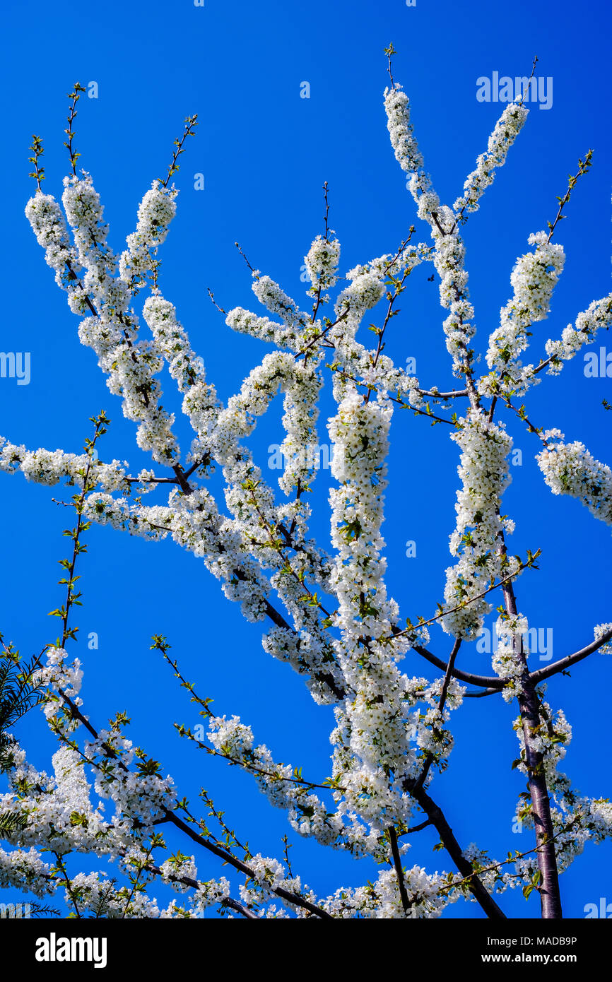 Wild cherry blossom, Prunus avium, sweet cherry tree, white flowers, Strasbourg, Alsace, France, Europe, Stock Photo