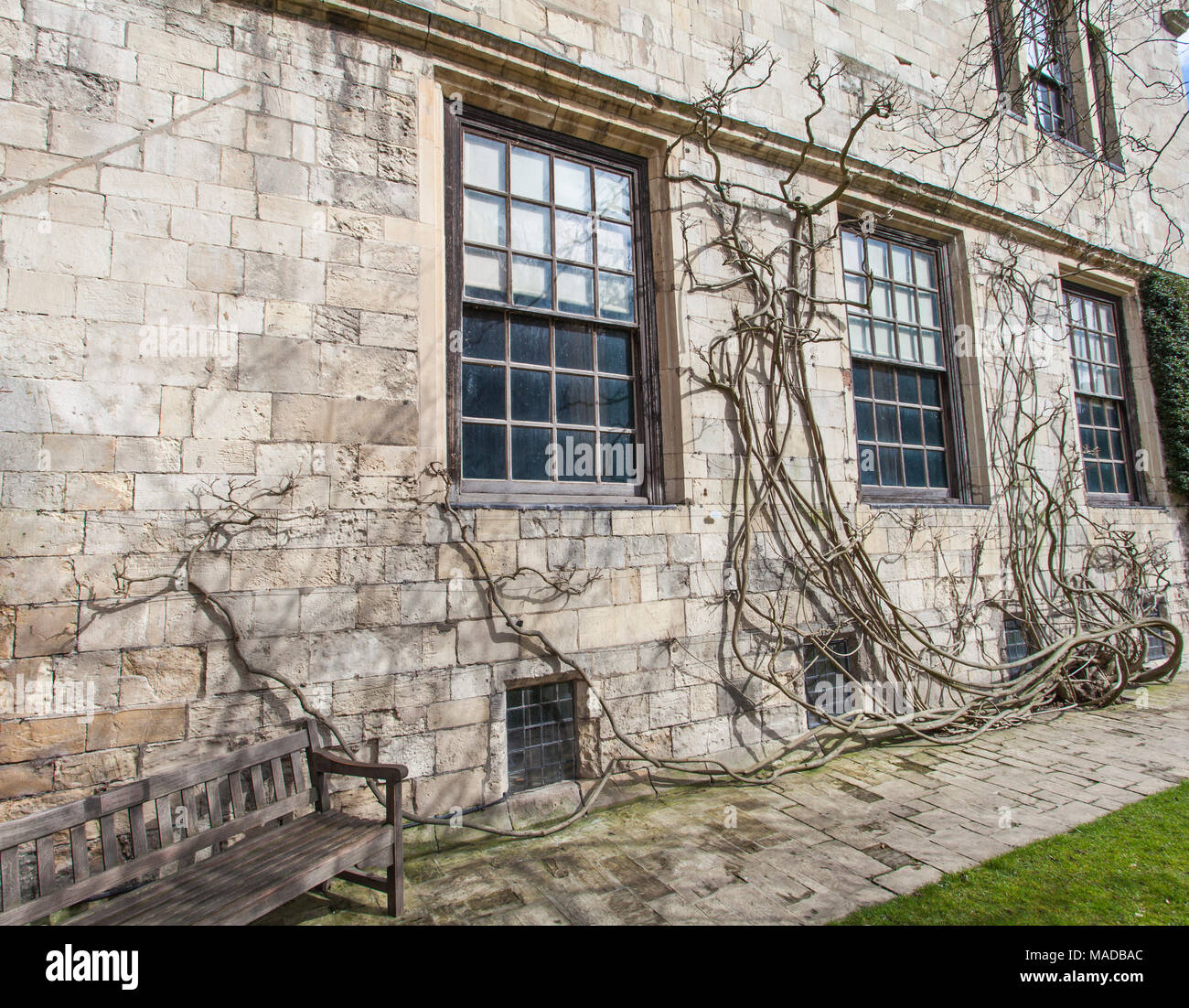 The large plant roots on the building of the Treasurers House in York,North Yorkshire,England,UK Stock Photo