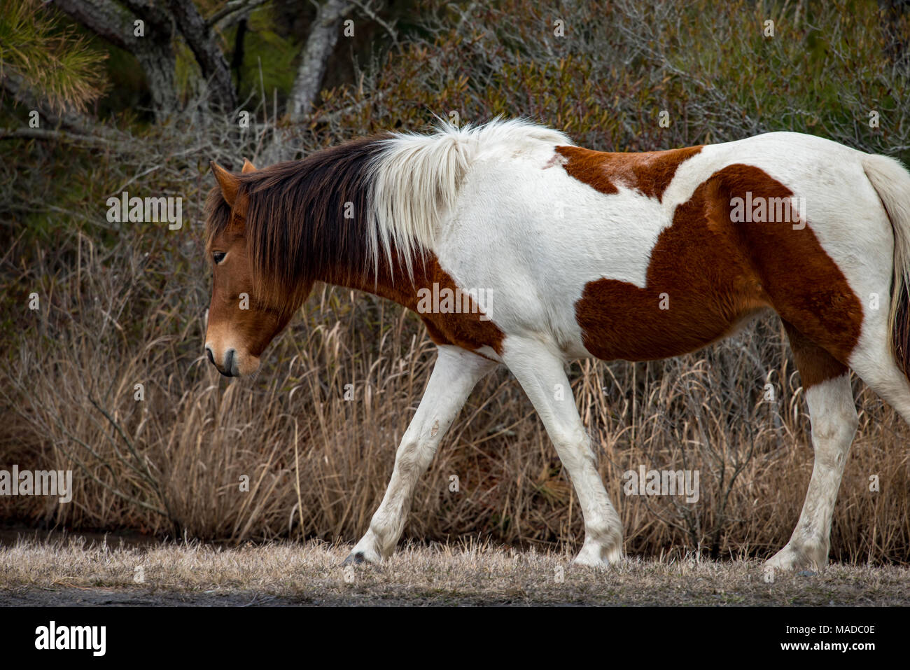An Assateague wild horse in Maryland Stock Photo