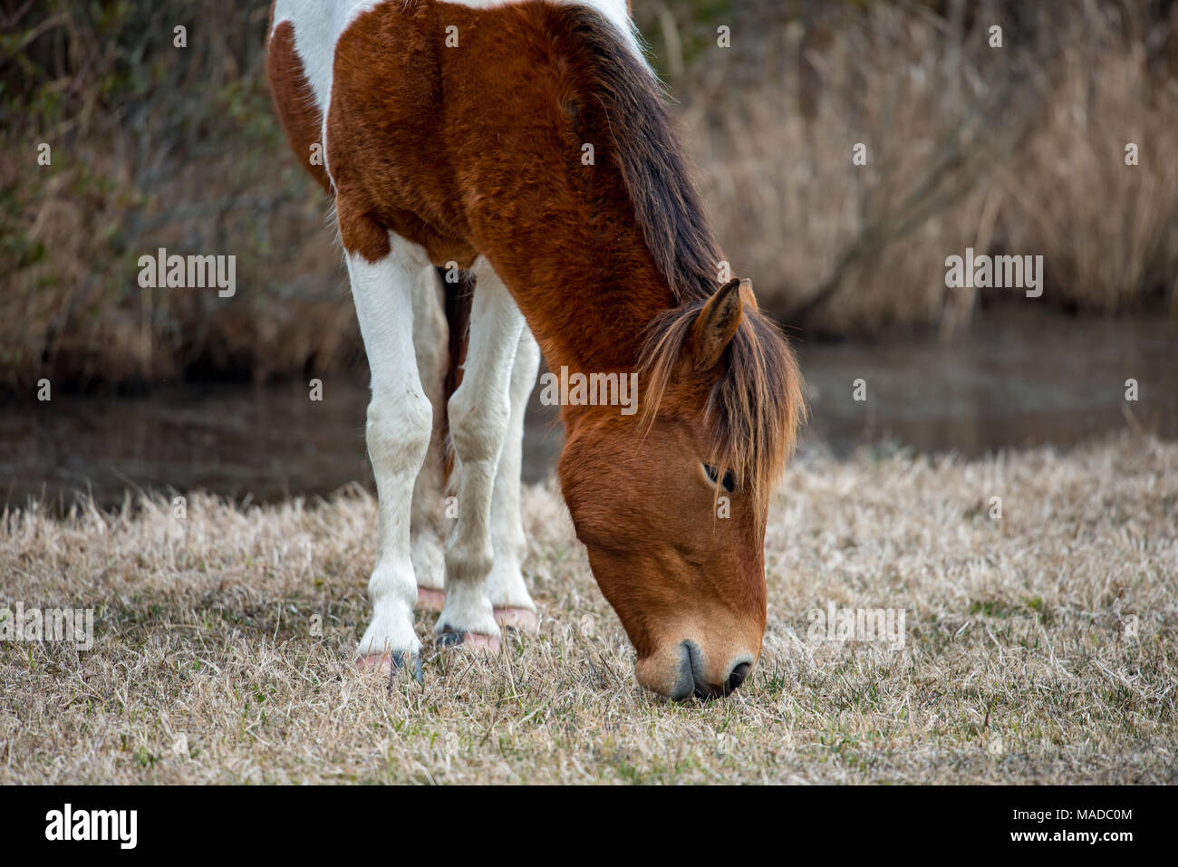 An Assateague wild horse in Maryland Stock Photo