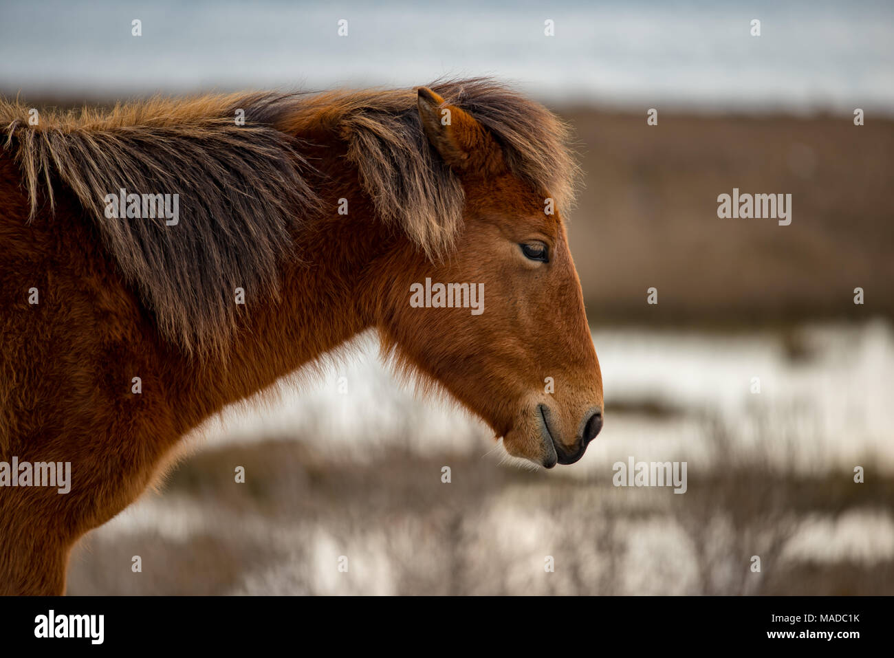 An Assateague wild horse in Maryland Stock Photo