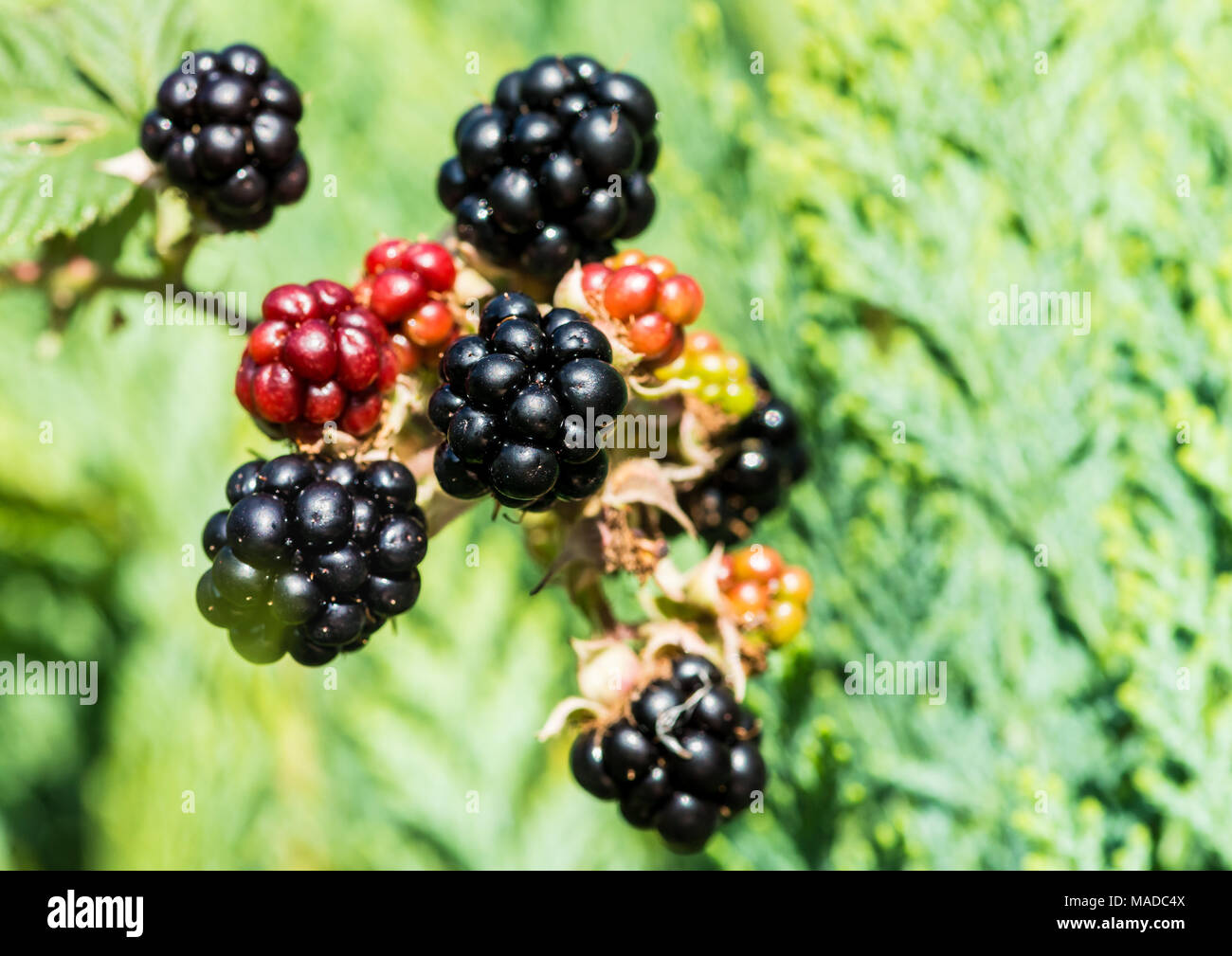 Bramble berries hires stock photography and images Alamy