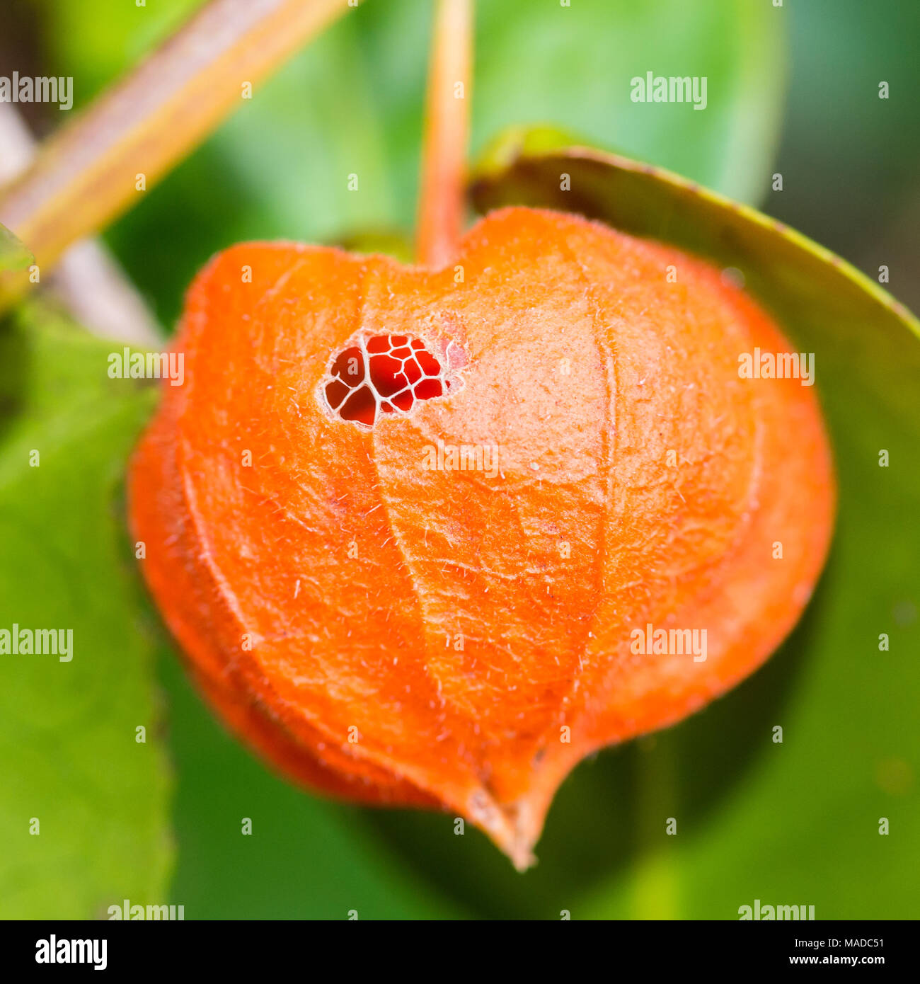chinese lantern plant