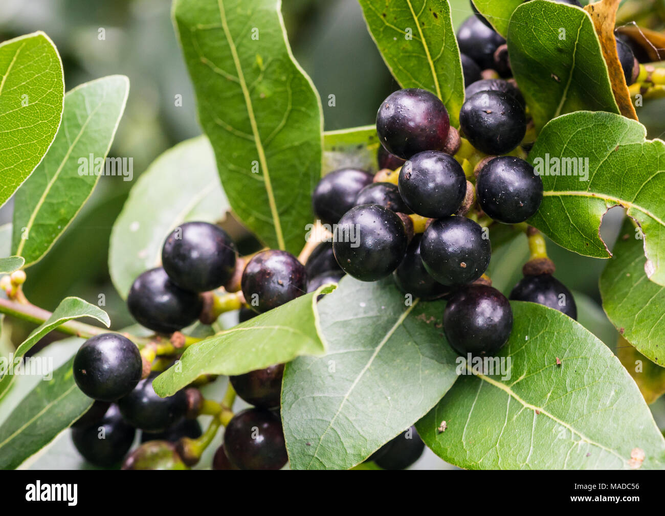 Laurus nobilis berries hires stock photography and images Alamy
