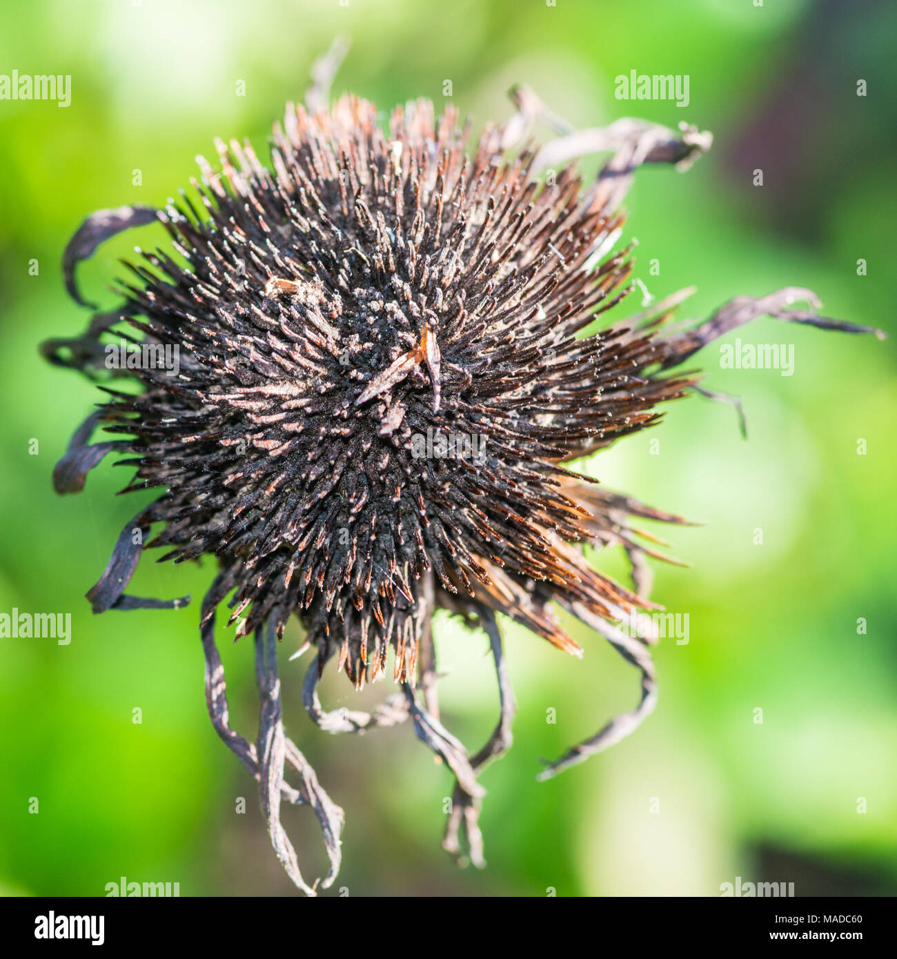 Ecayed Flower Dead coneflower hi-res stock photography and images - Alamy