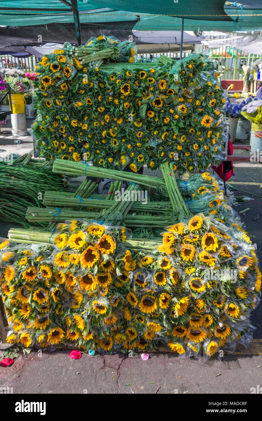 Sunflowers collected in neat bundles and piled criss-cross style are ready for sale in Bogota's Paloquemao Market, Colombia Stock Photo