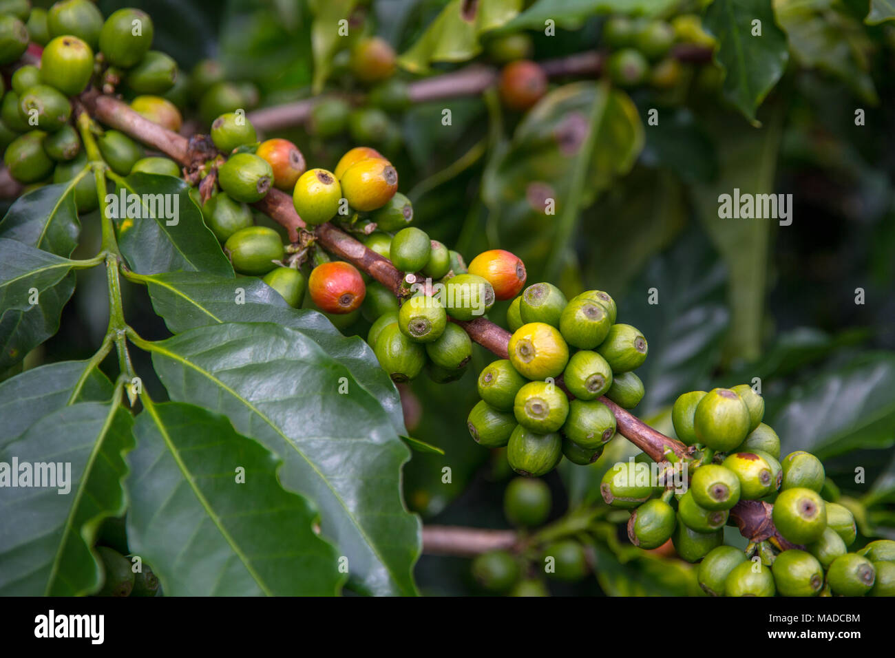 Many coffee beans in varying stages of ripeness cling to branch of