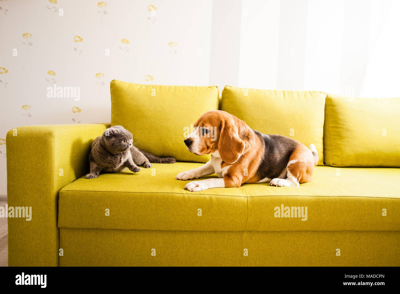 Cat and dog in one room Stock Photo Alamy