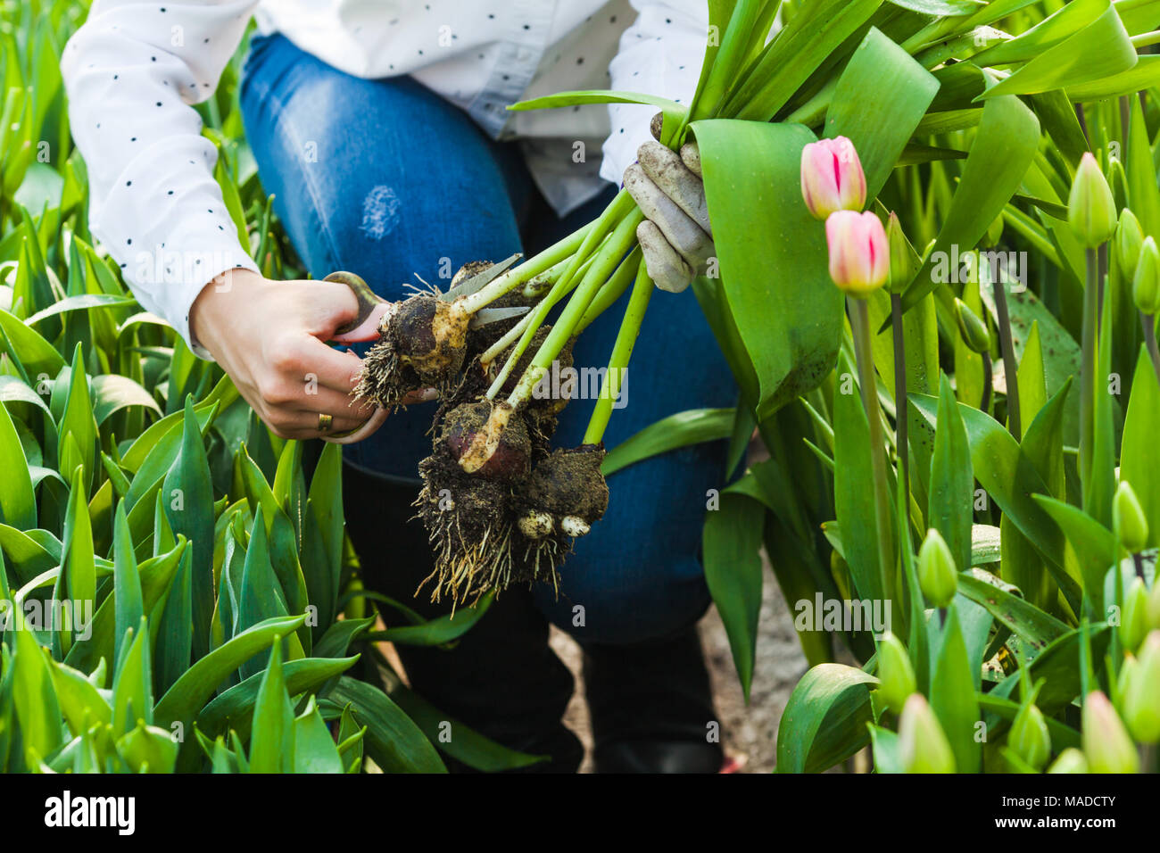 Cutting the tulip bulb Stock Photo Alamy