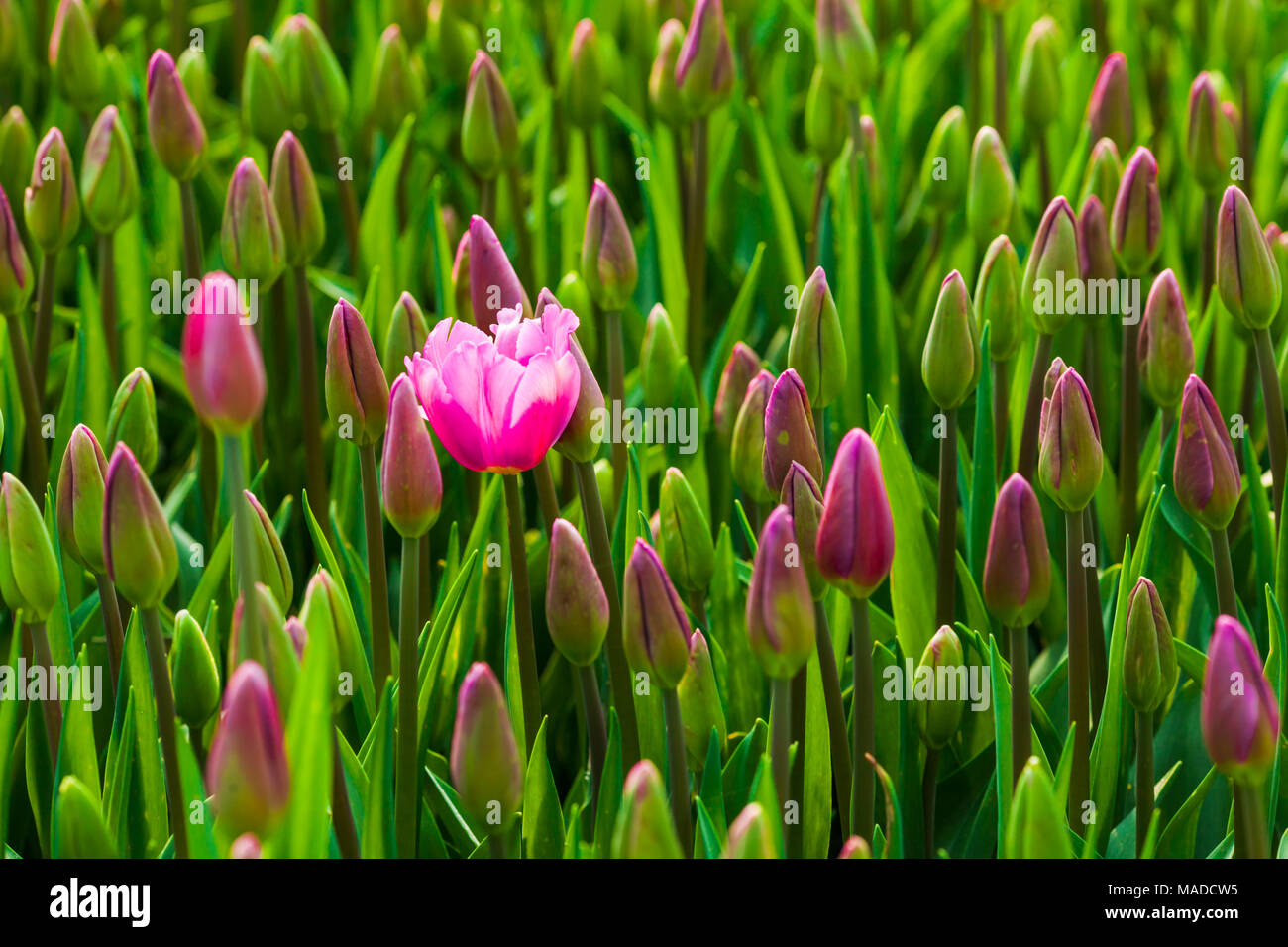 One blossoming pink tulip Stock Photo