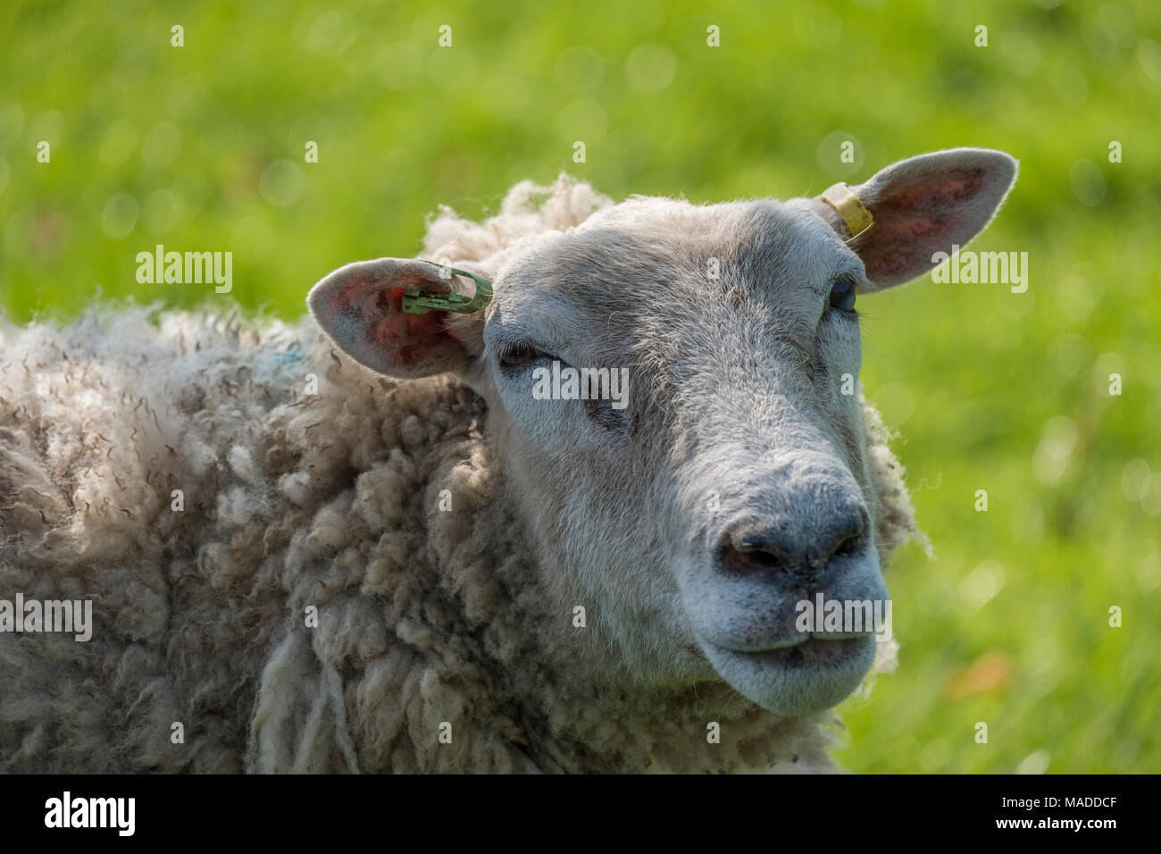 Portrait of a single sheeps head in green pasture Stock Photo - Alamy