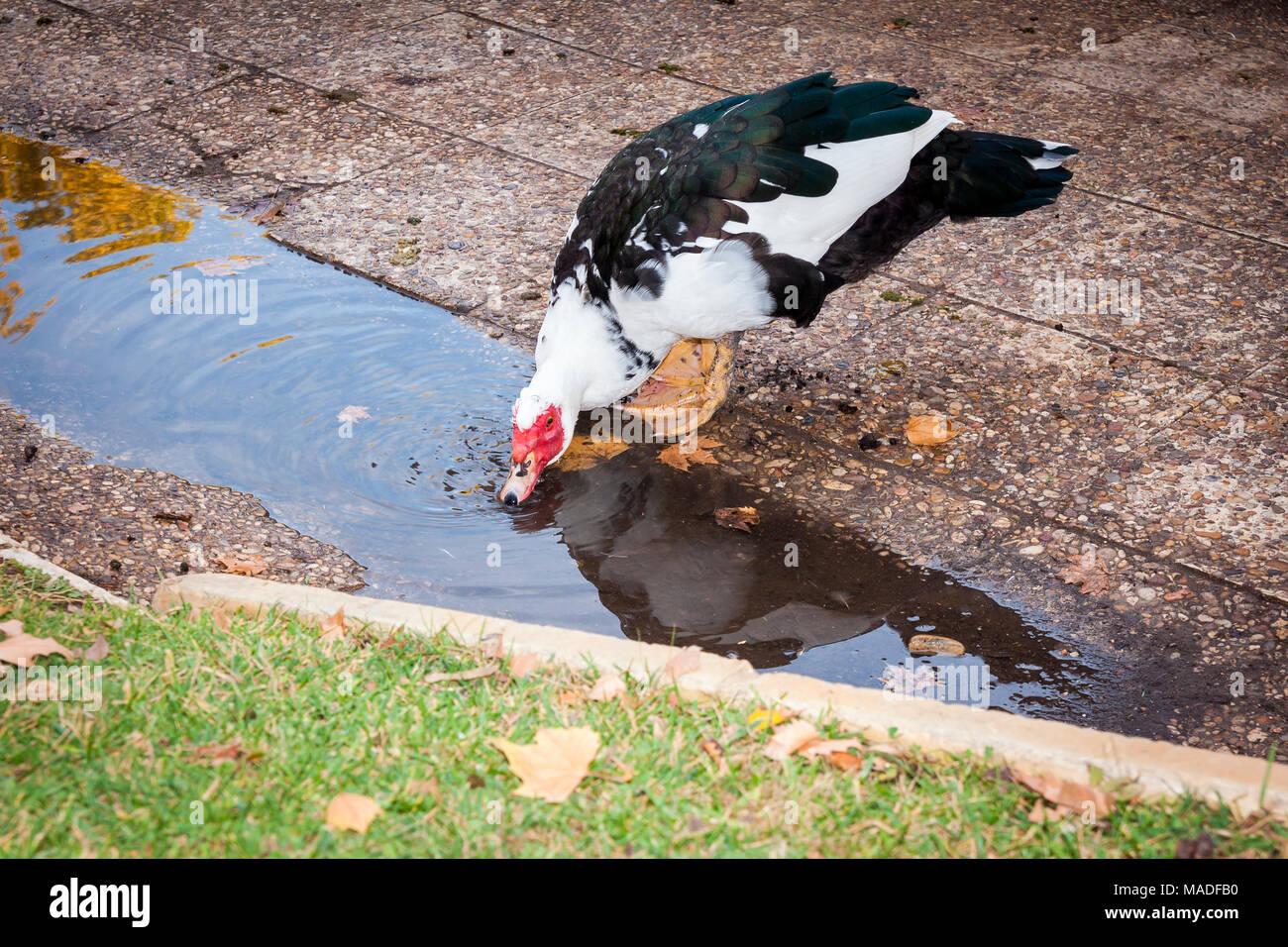 Pato en el Jardín del Príncipe. Aranjuez. Madrid. España Stock Photo