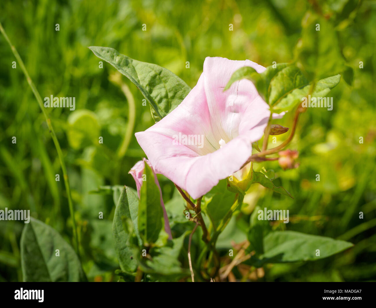 White Ipomoea nil flowers in the field, Spring season Stock Photo