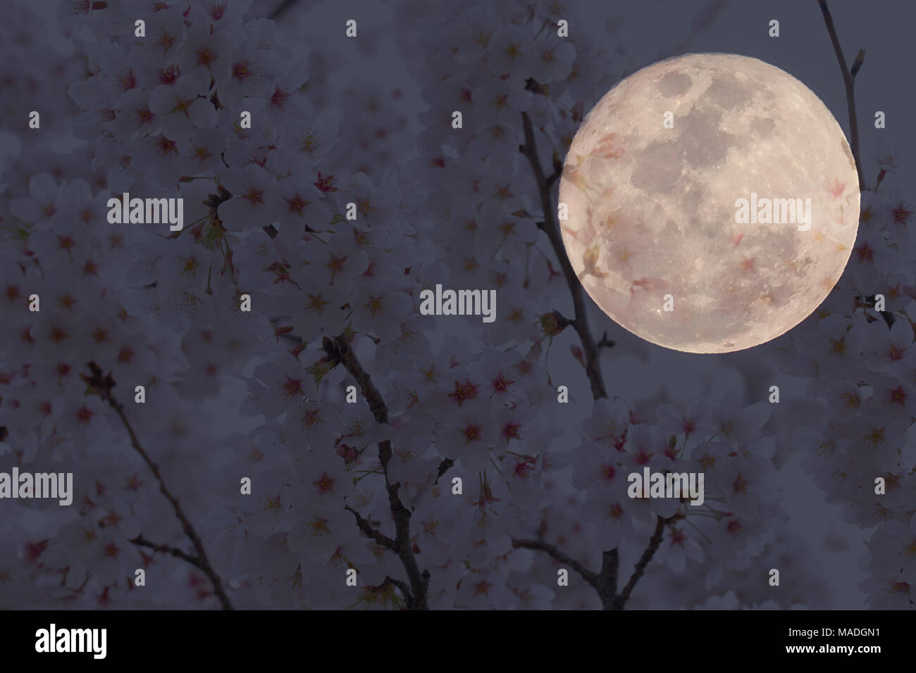 Japanese cherry blossom tree and full moon on night sky background ...