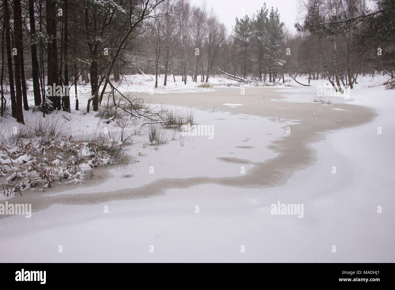 A snowy scene in the New Forest at Mogshade Hill. Stock Photo