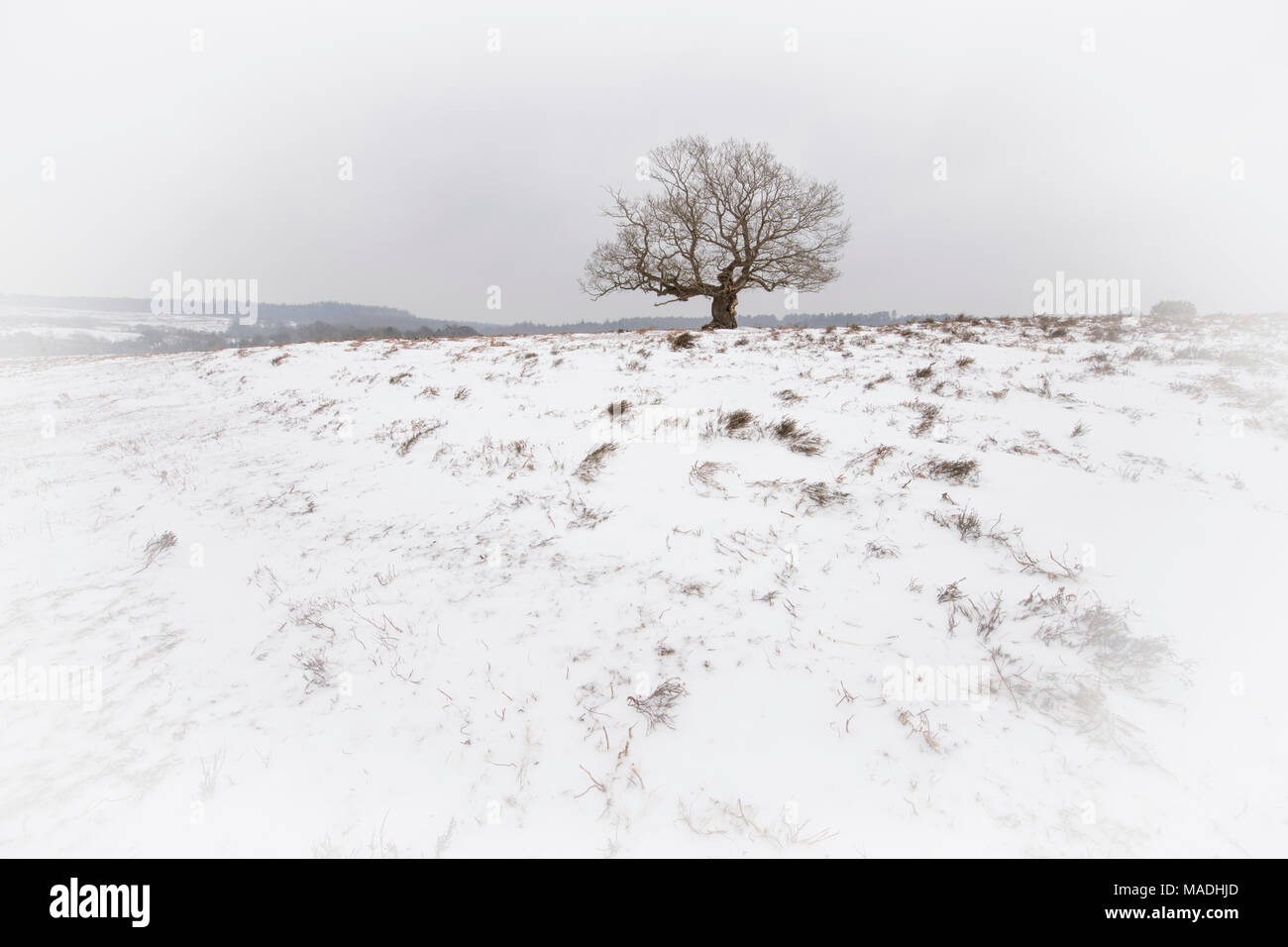 A snowy scene in the New Forest at Fritham. Stock Photo