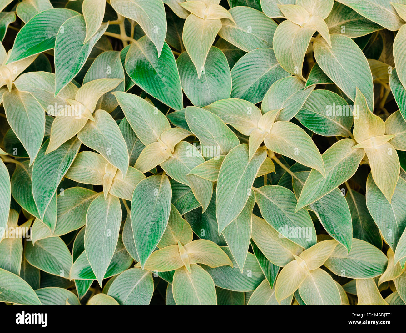leaf pattern texture background details Stock Photo - Alamy