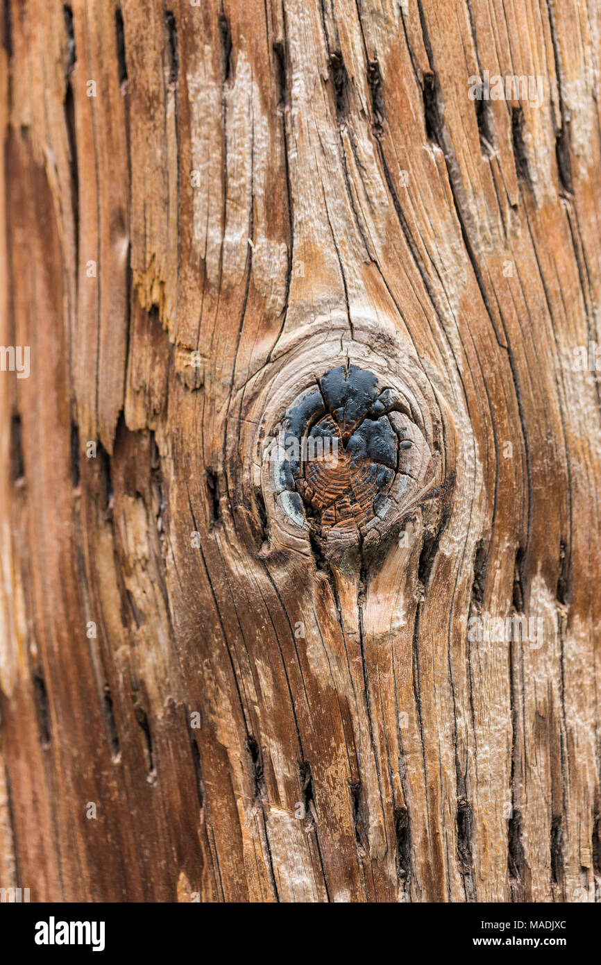 Brown wood trunk texture Stock Photo Alamy