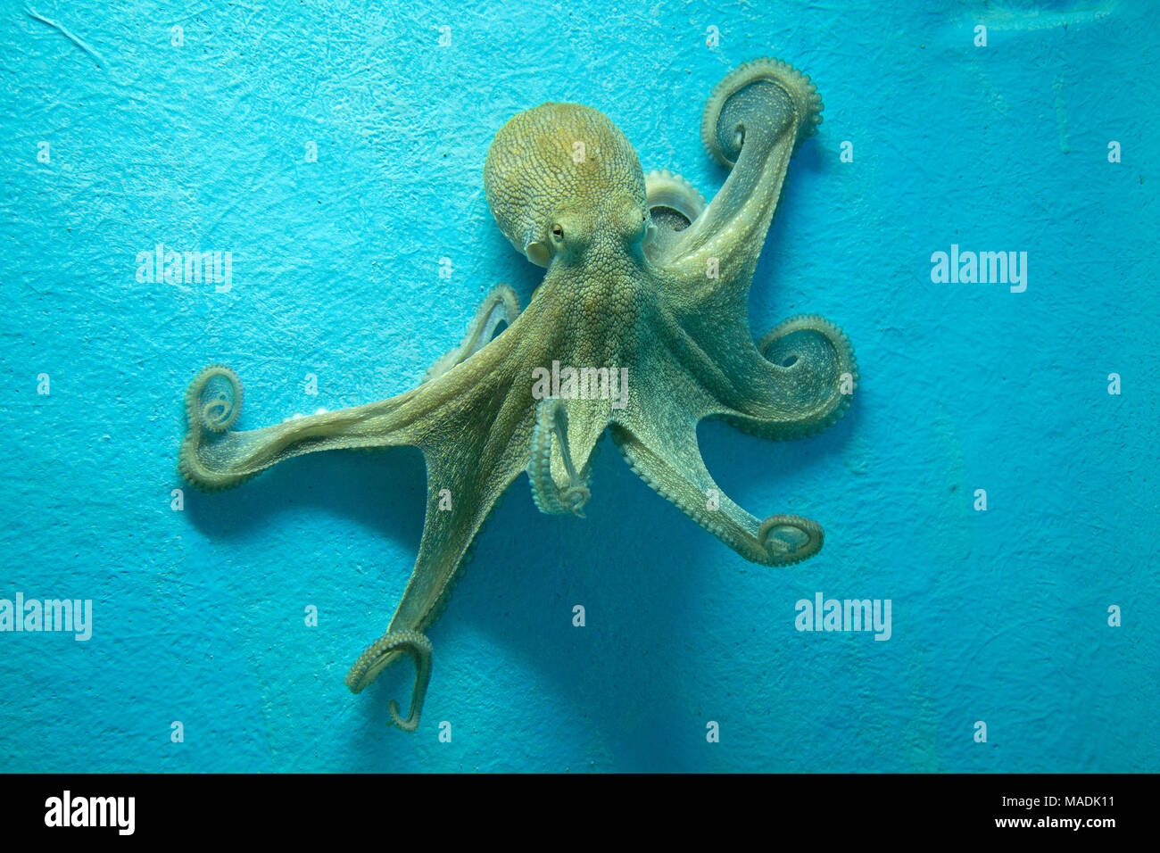 octopus at the aquarium, old town, Dubrovnik, Croatia Stock Photo